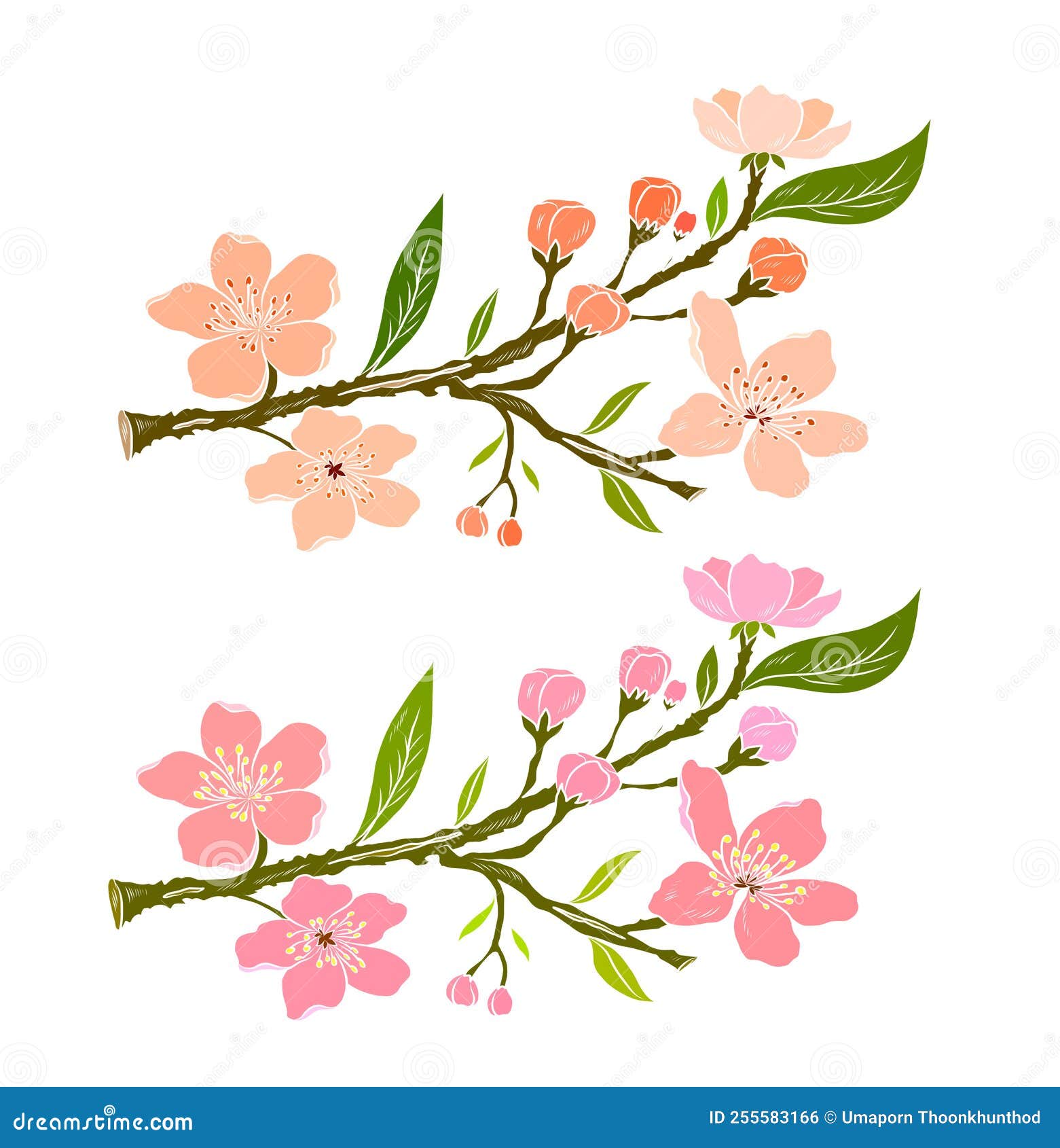 branch of cherry blossom on white.sakura  for backgound.
