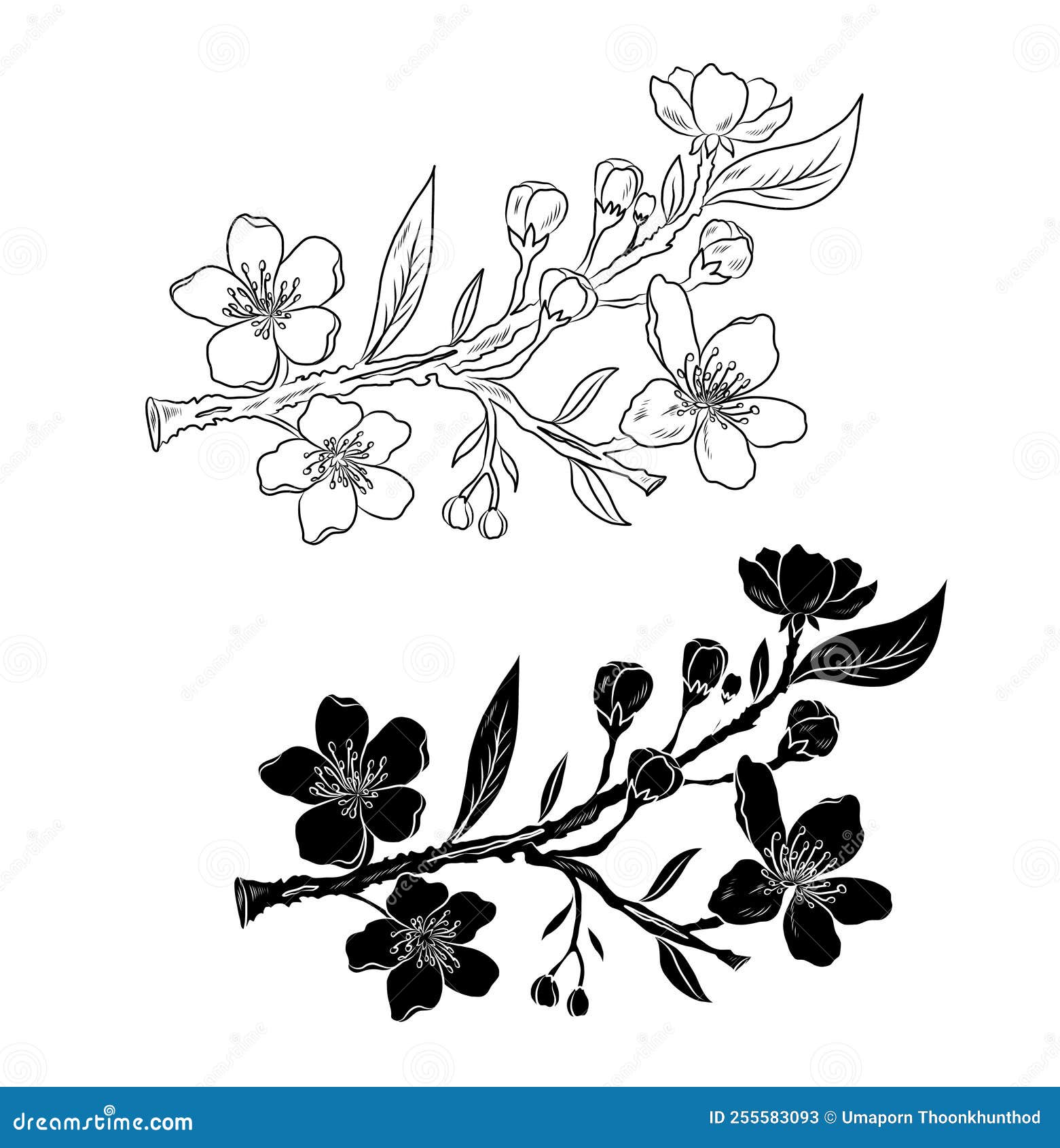 branch of cherry blossom on white.sakura  for backgound.