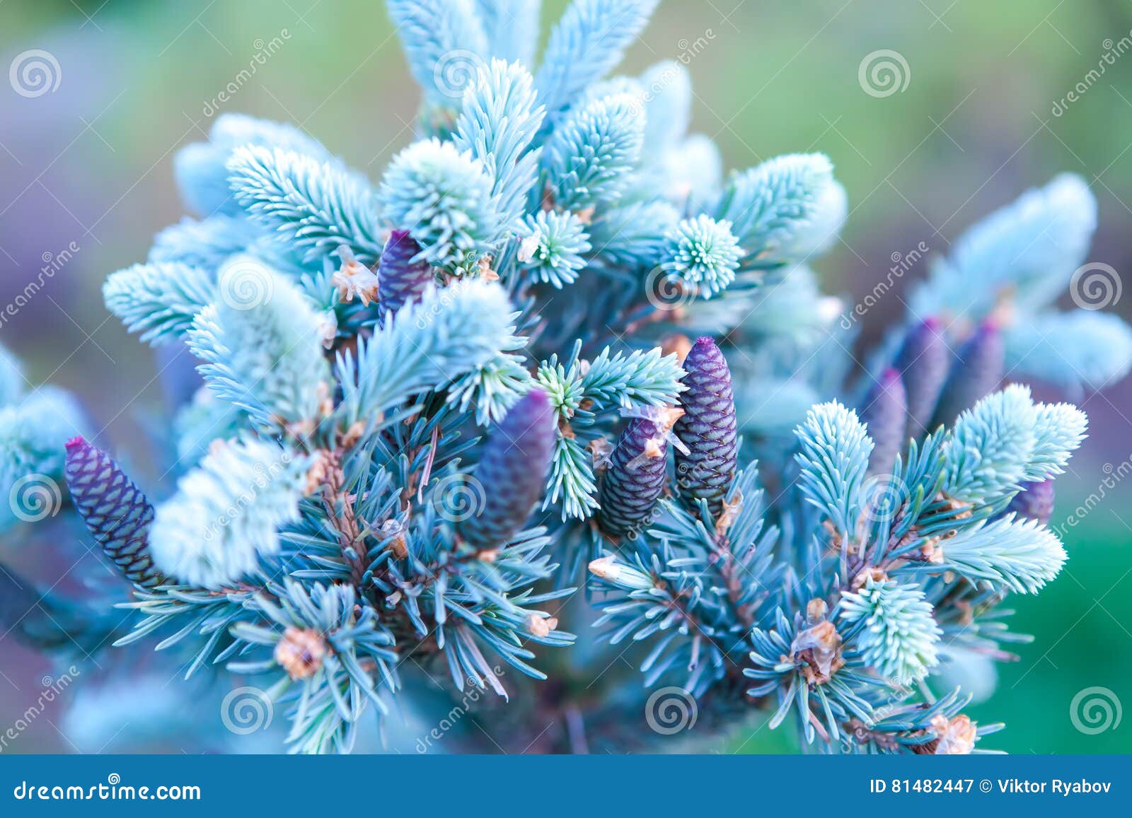 The Branch of a Christmas Tree with Blue Needles and Young Cones Stock
