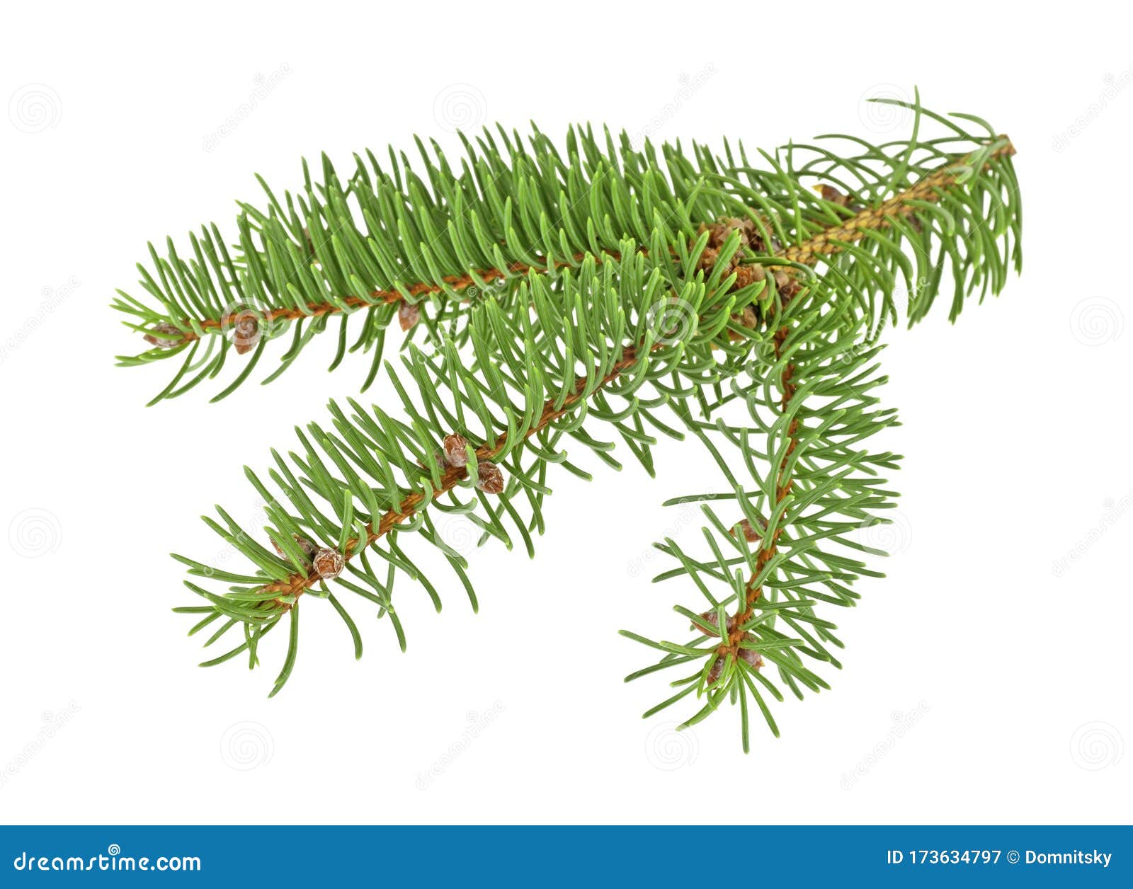 Branch of Christmas Tree on White Background Stock Image Image of