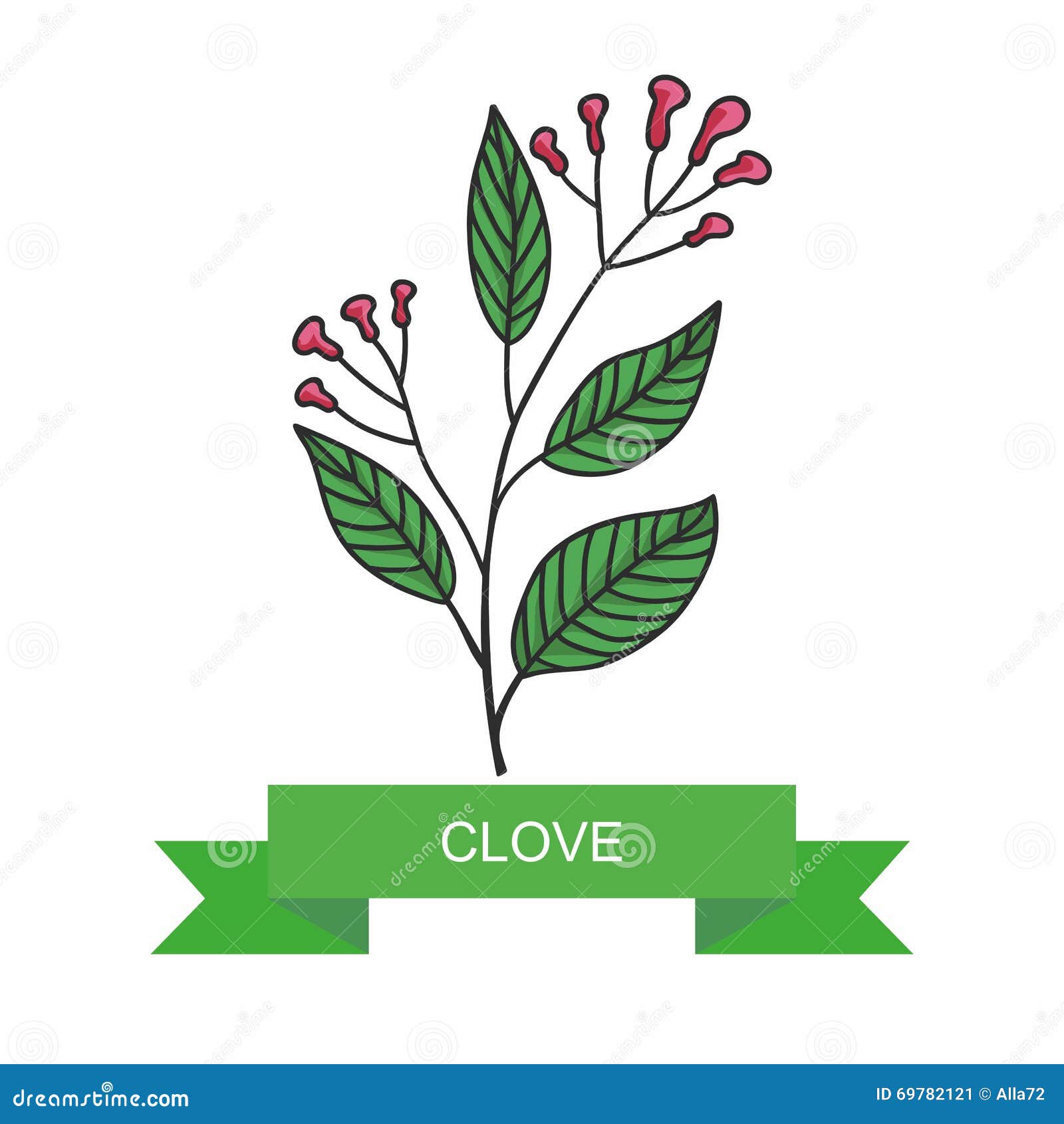 A Branch of Clove Flowers, Vector Illustration, on a White Background Stock Vector