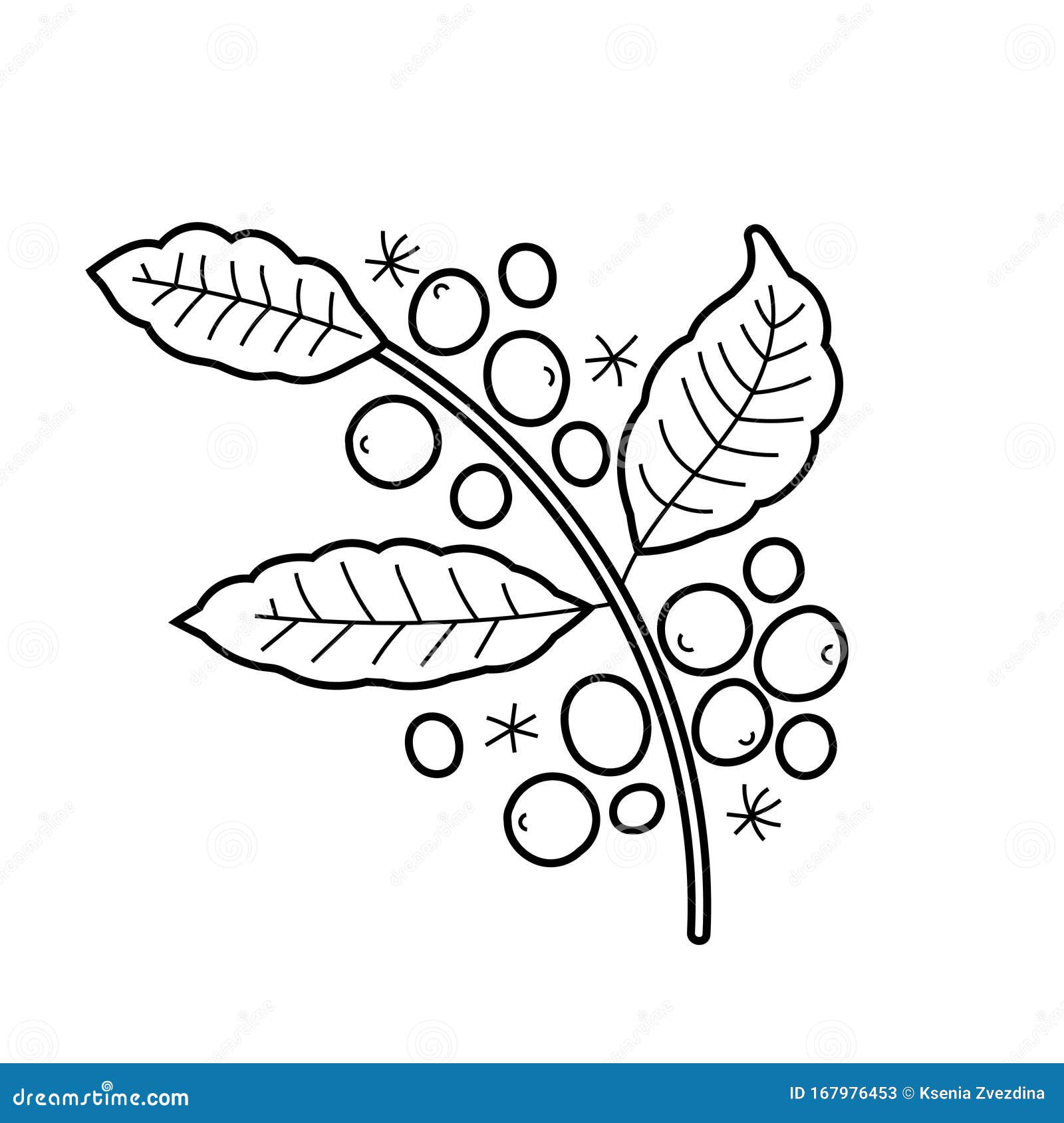 Branch of Coffee Plant, Vector Isolated Line Art, Linear Illustration