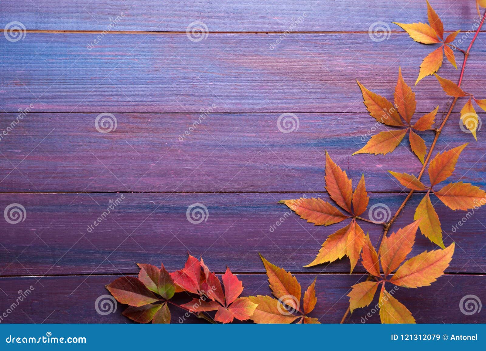 branch of colorful autumn leaves