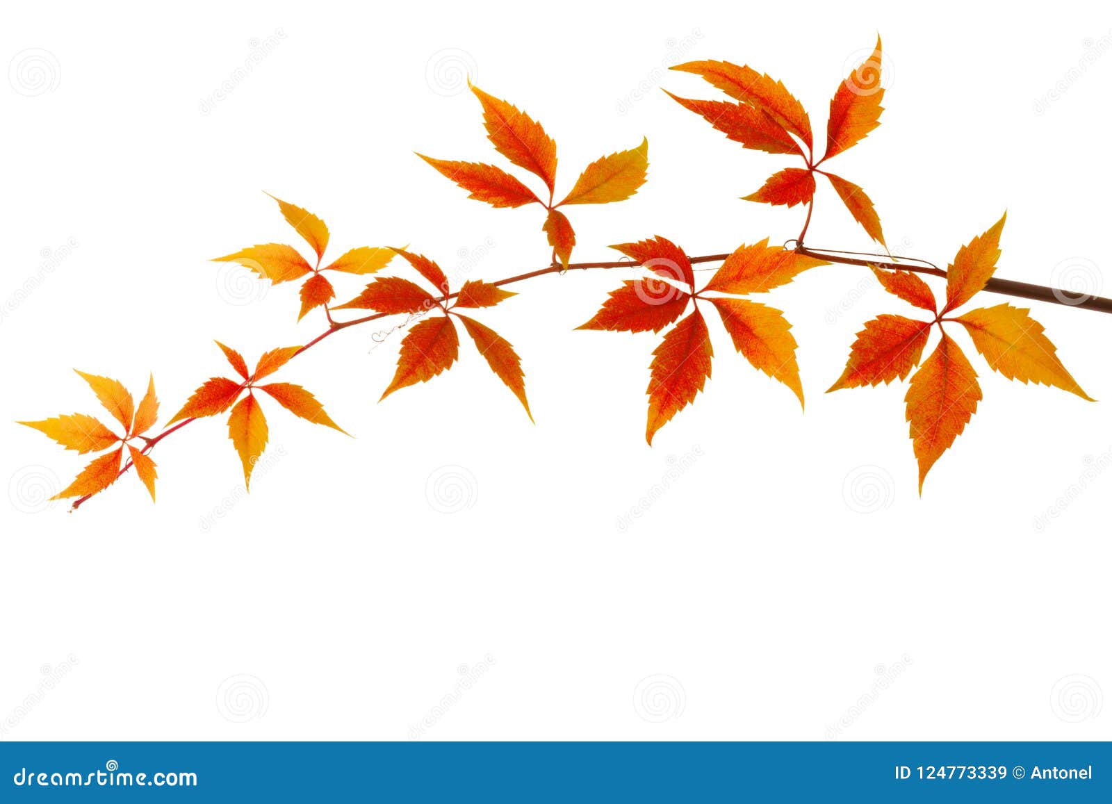 branch of colorful autumn leaves  on a white background. virginia creeper