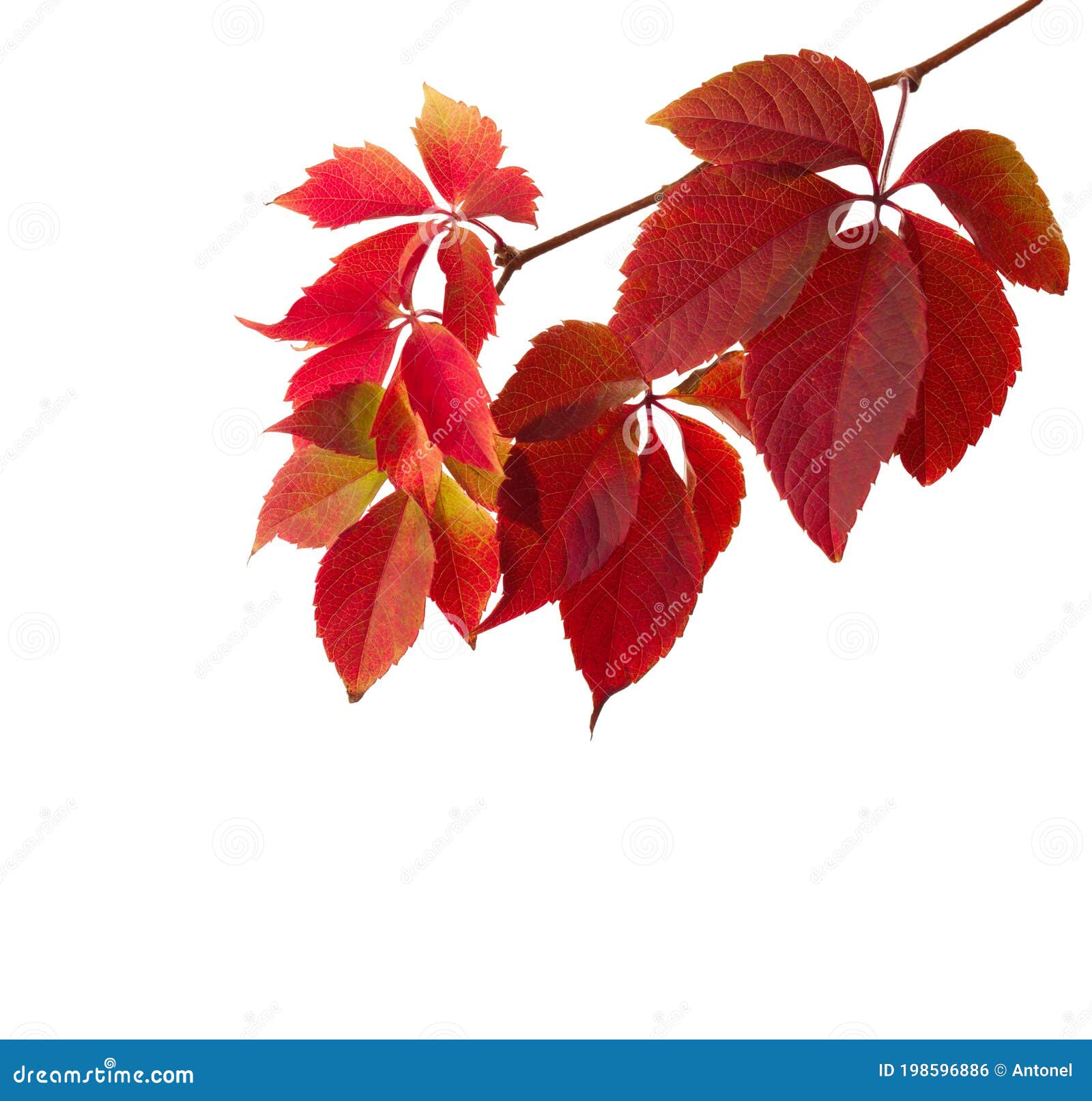 branch of colorful autumn leaves  on a white background. virginia creeper