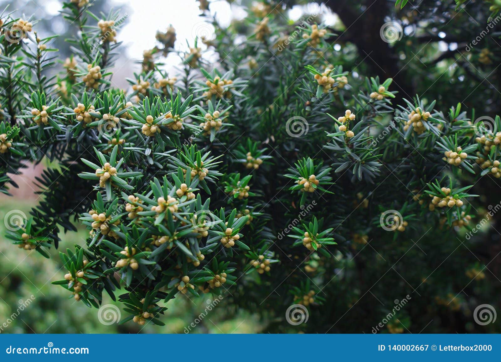 Branch Of Coniferous Tree. Close Up. Stock Image - Image ...