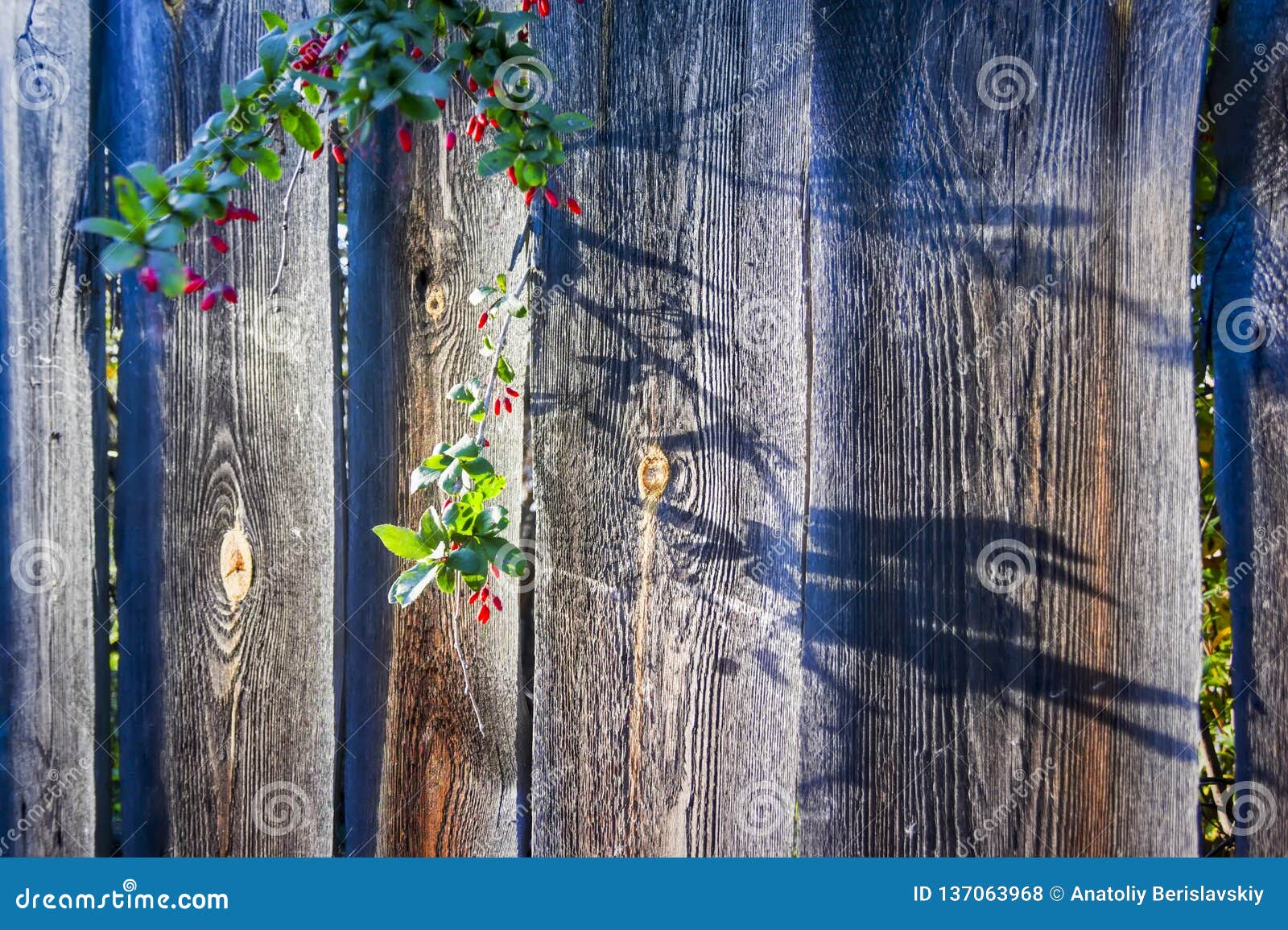 A Branch with Cornus Mas Fruit on the Background of the Old Wooden ...