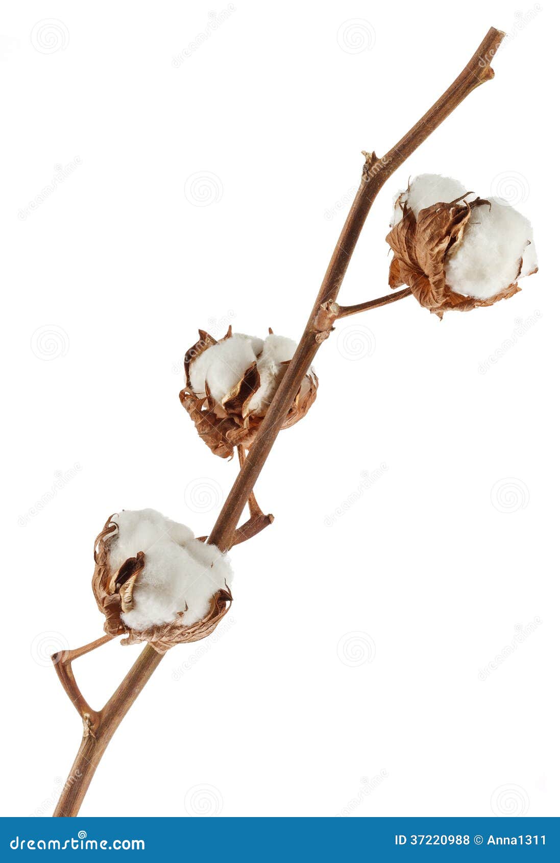 Branch of Cotton Plant Isolated on White Stock Photo Image of boll