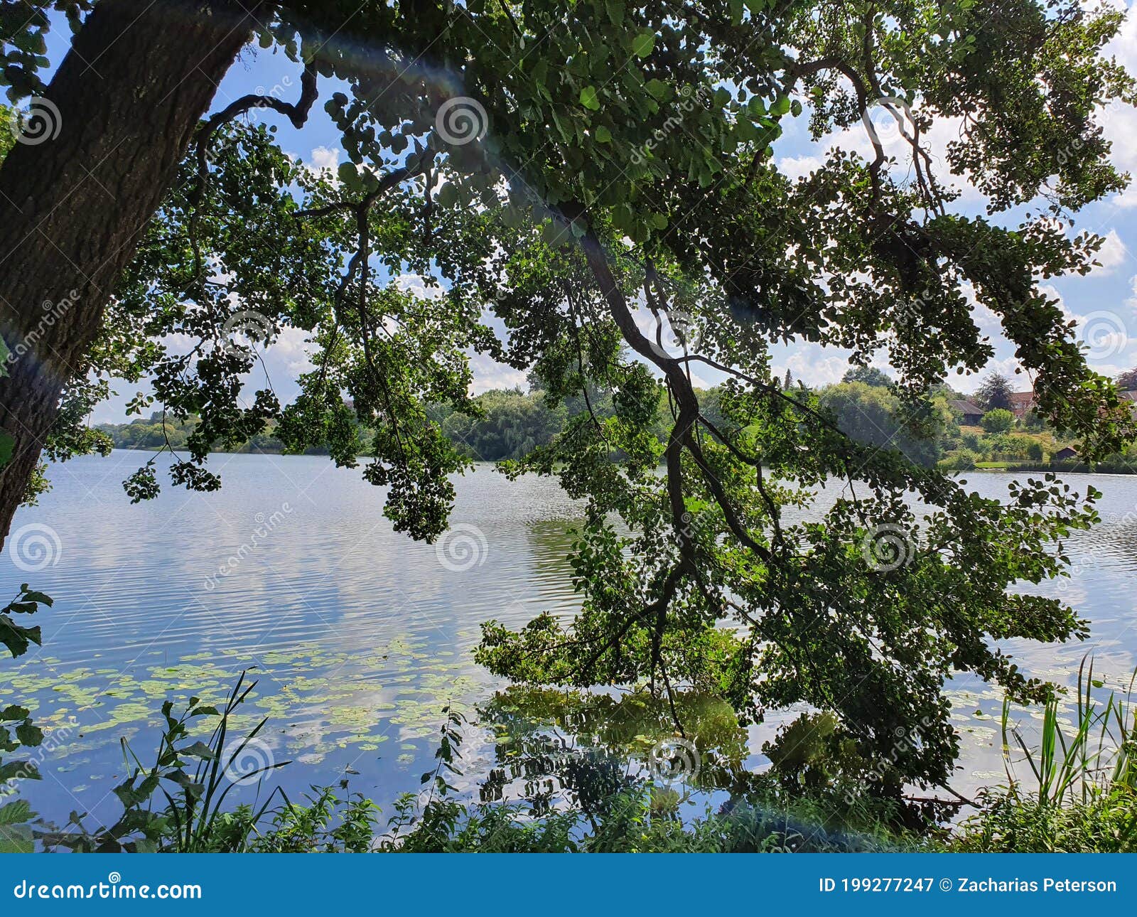 Branch dipping in lake stock image. Image of lake, leaves - 199277247