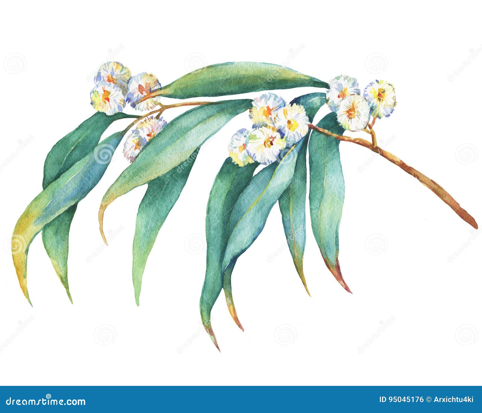 a branch of eucalyptus melliodora flowers, plant also known as yellow box gum.