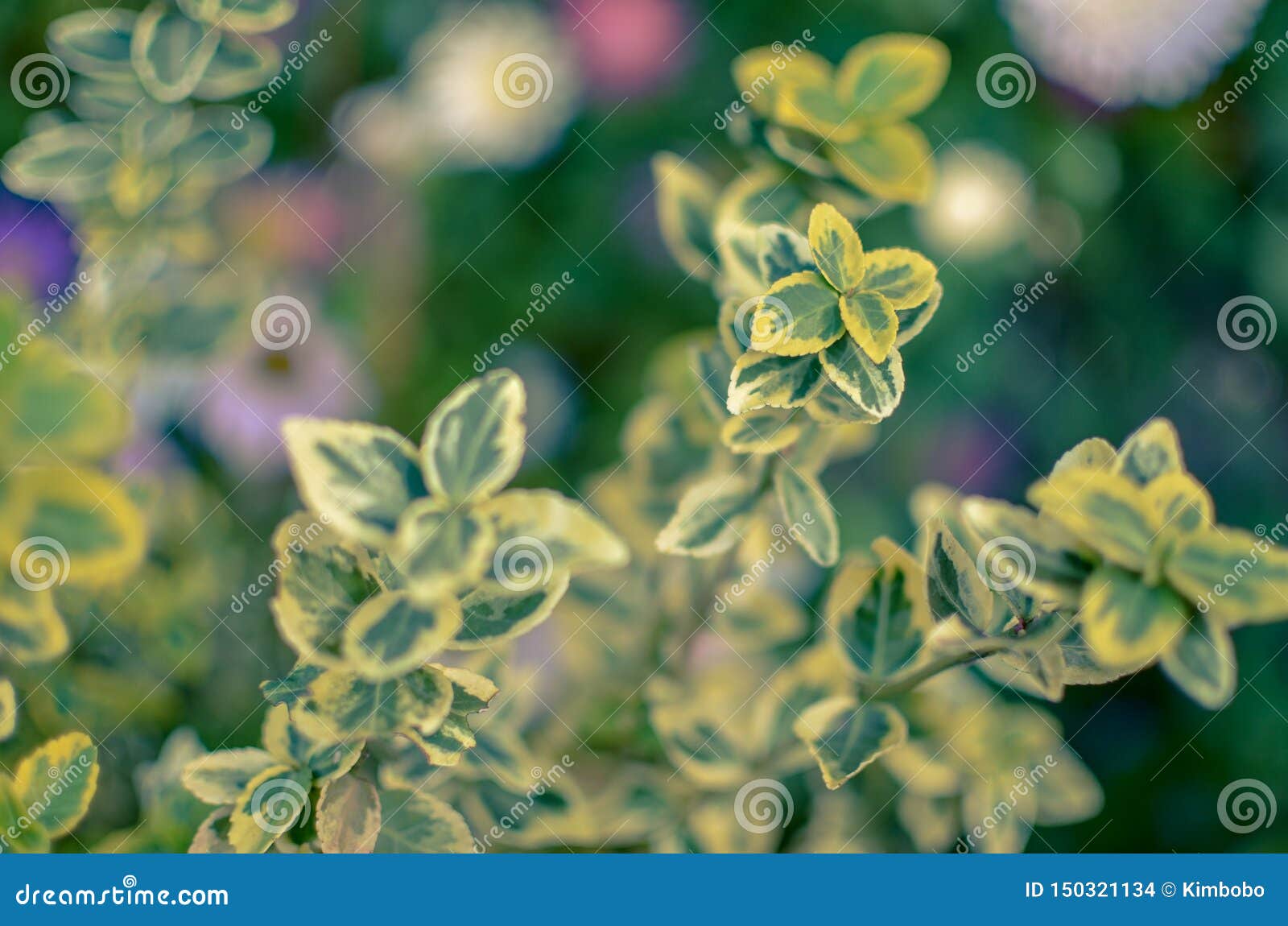 branch of euonymus fortunei spindle or fortune`s spindle
