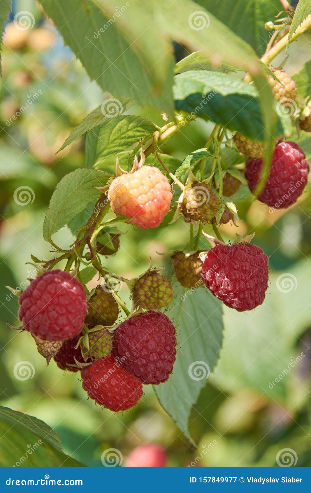 Branch of Fallbearing Raspberry with Many Berries Stock Image Image