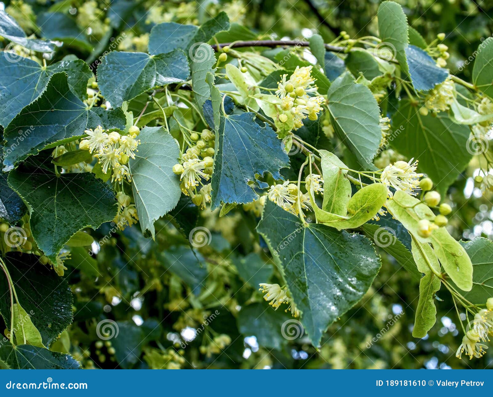 Branch of a Flowering Linden Tree with the Latin Name Tilia, Flowers ...
