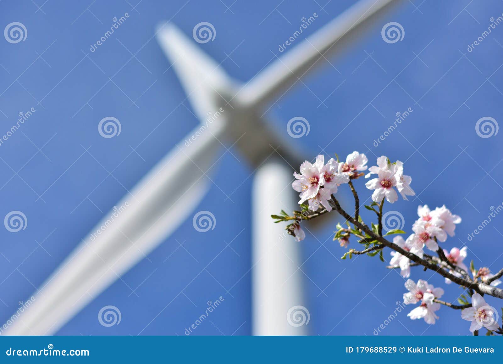 branch of almond blossoms and background a defocused wind turbine