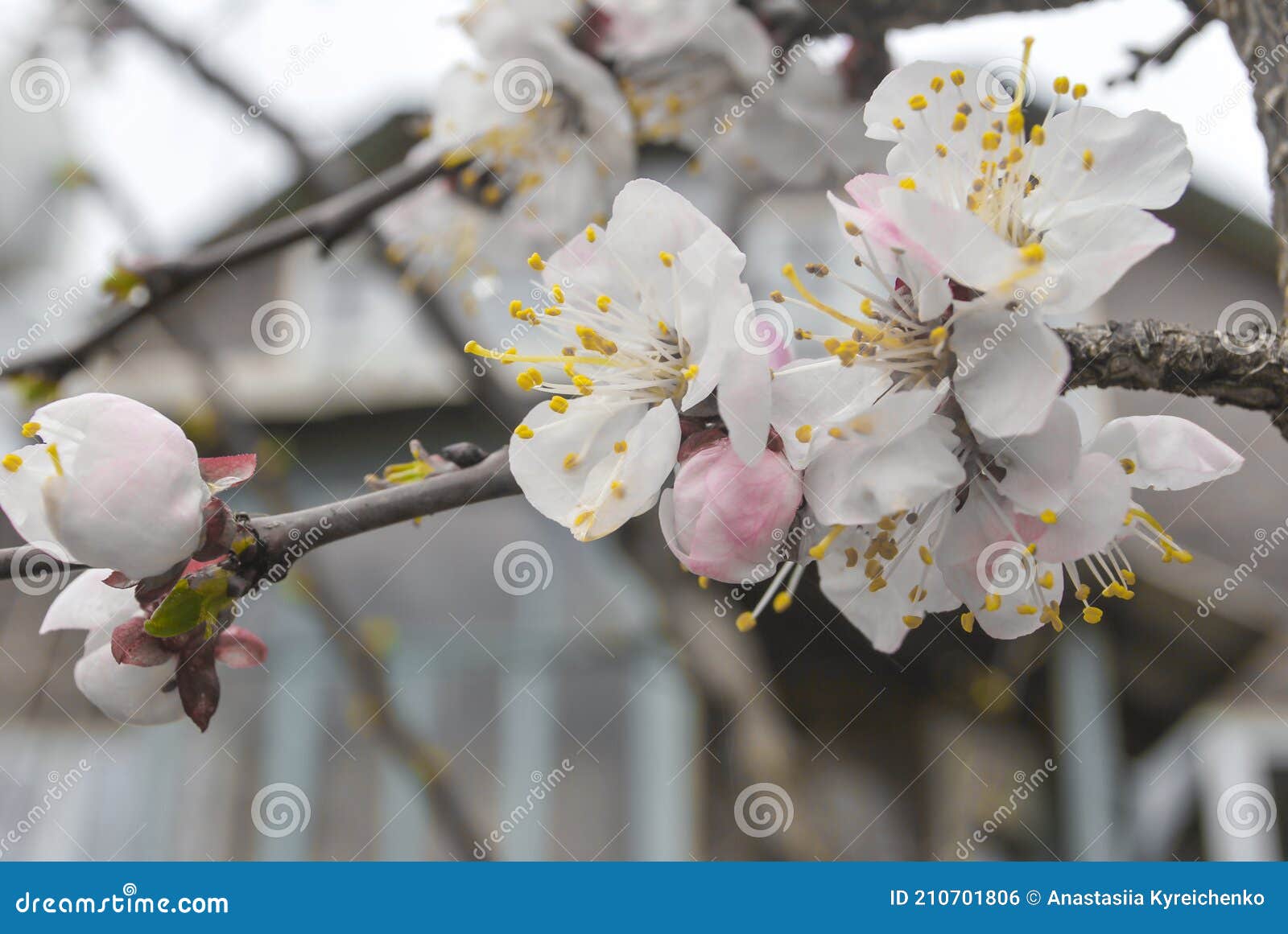 215 Snow Crabapple Photos Free Royalty Free Stock Photos From Dreamstime 215 Snow Crabapple Photos Free Royalty Free Stock Photos From Dreamstime