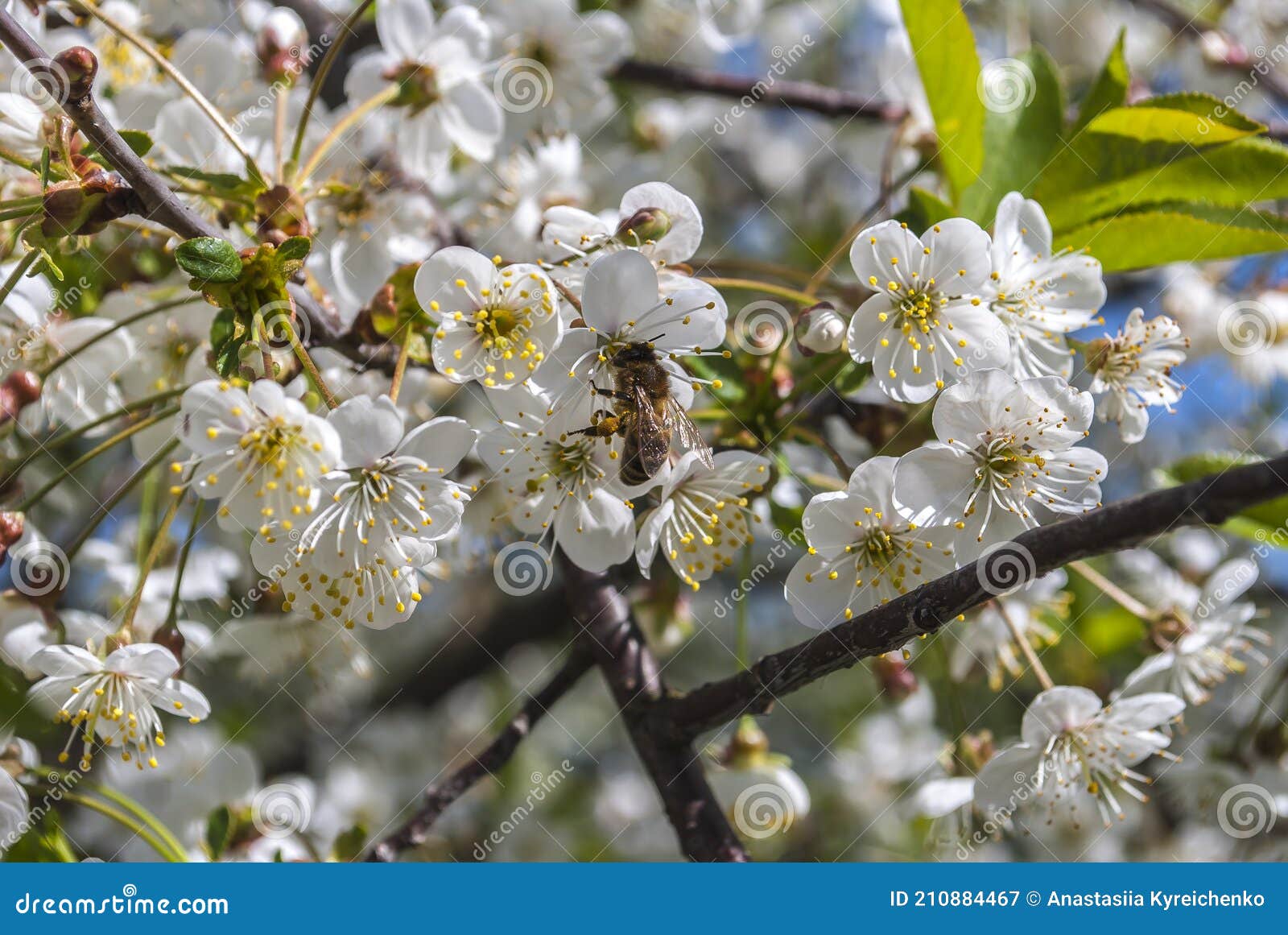 215 Snow Crabapple Photos Free Royalty Free Stock Photos From Dreamstime 215 Snow Crabapple Photos Free Royalty Free Stock Photos From Dreamstime