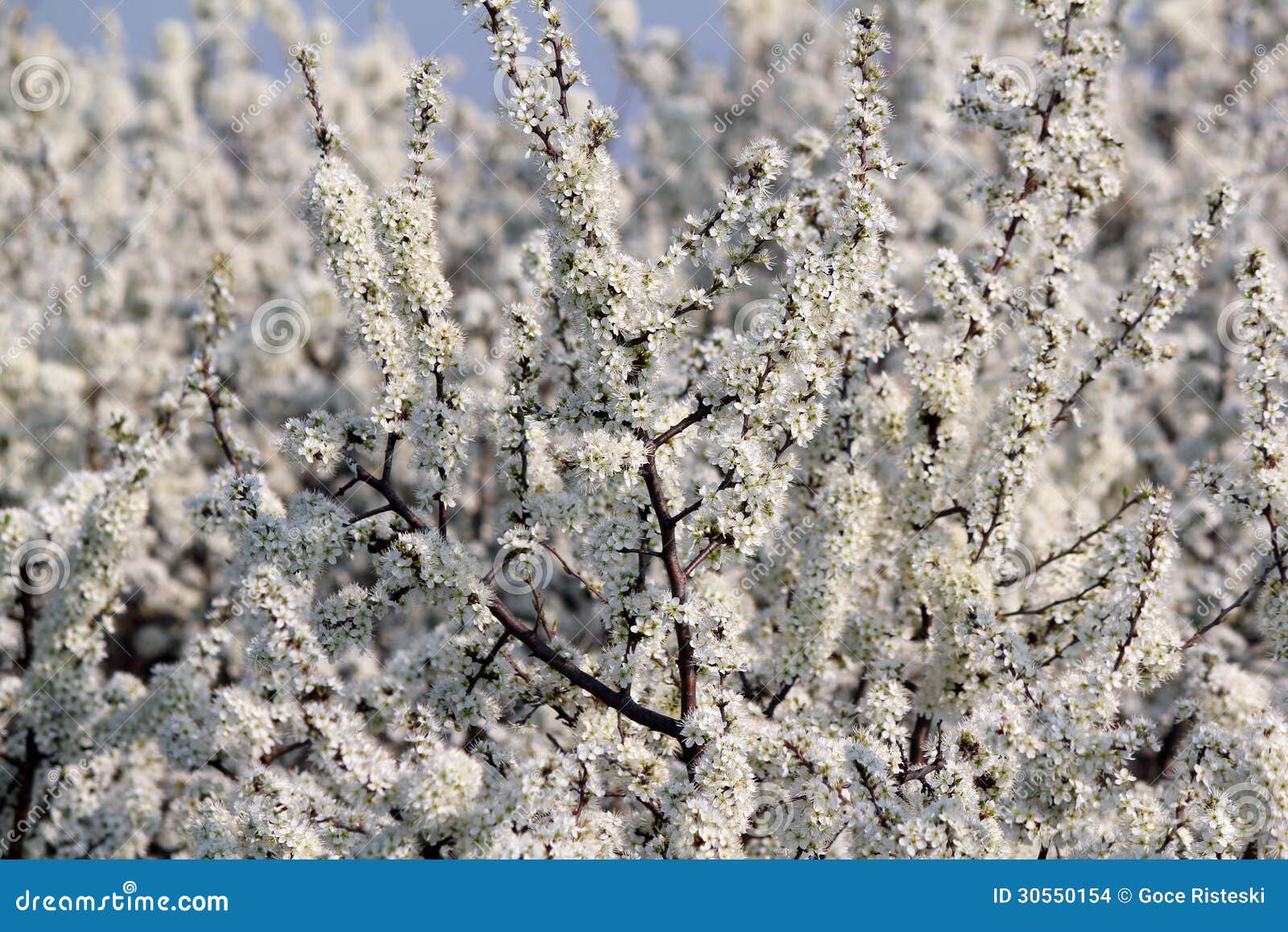 Branch with flowers stock photo. Image of garden, blooming 30550154