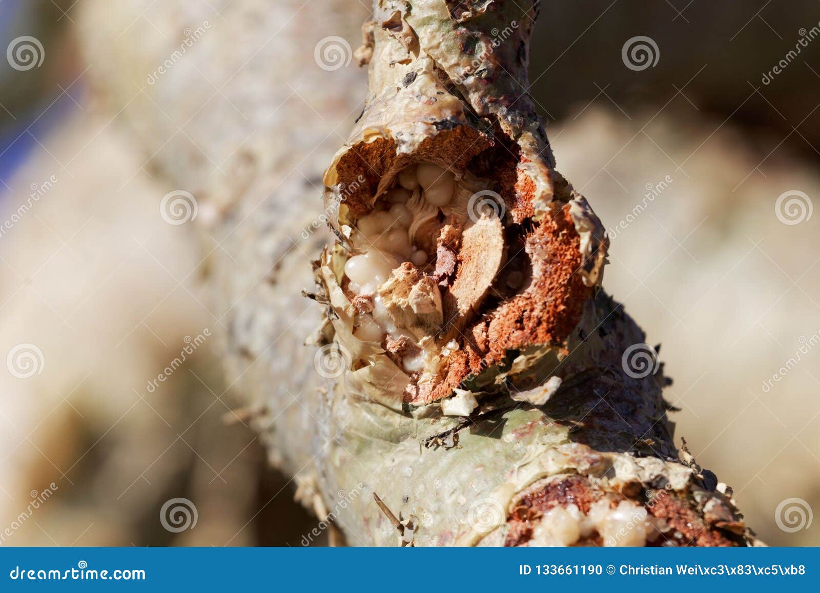 branch of a frankincense tree boswellia papyrifera with white frankincense