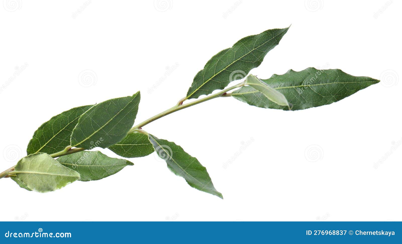Branch of Fresh Bay Leaves on White Background Stock Image Image of herbs, herb 276968837