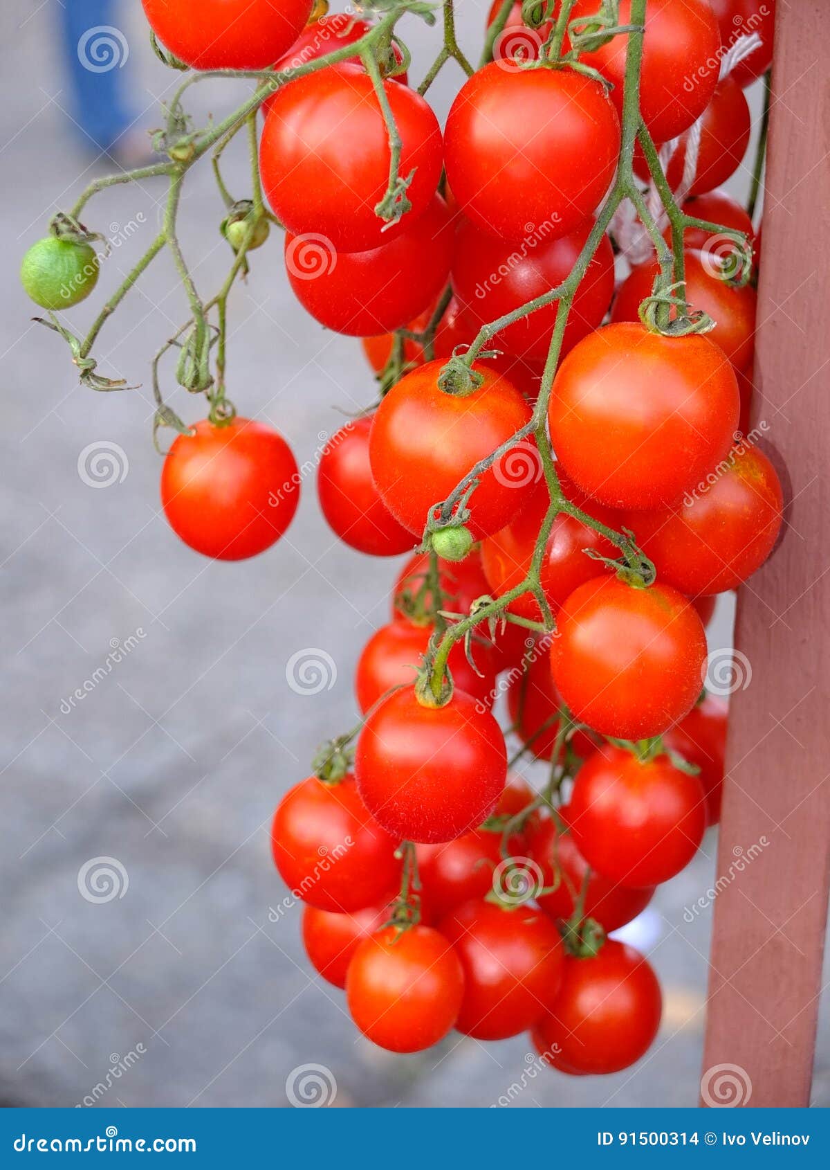 branch of fresh cherry tomatoes hanging on trees