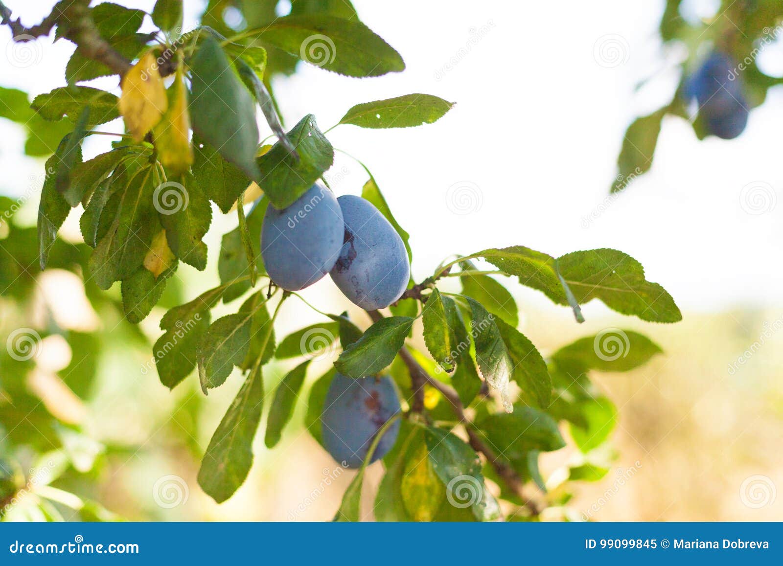 download prunes tree download prunes tree