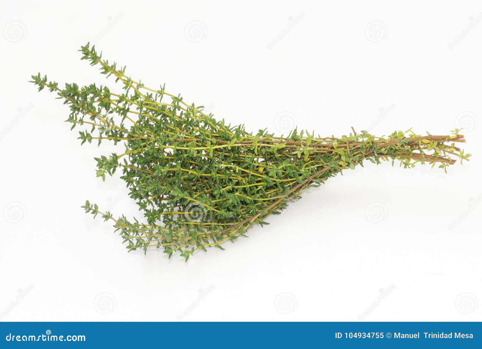A branch of fresh thyme stock image. Image of herb, green 104934755