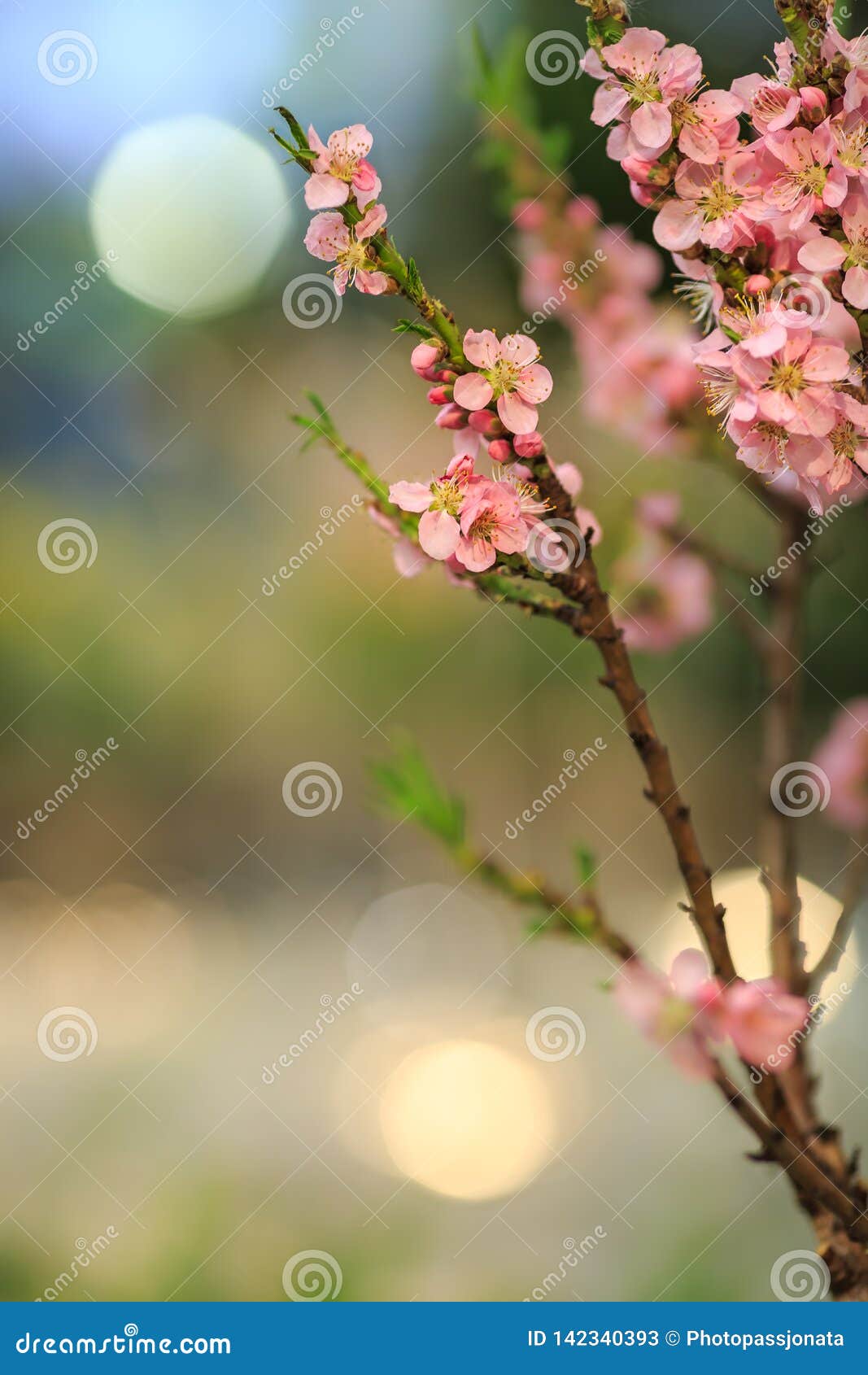 Pink fruit tree in spring stock image. Image of bloosom 142340393