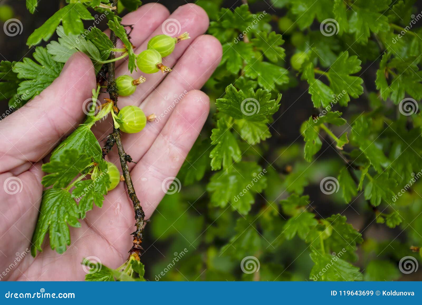 a branch of gooseberries ribes uva-crispa with green immature