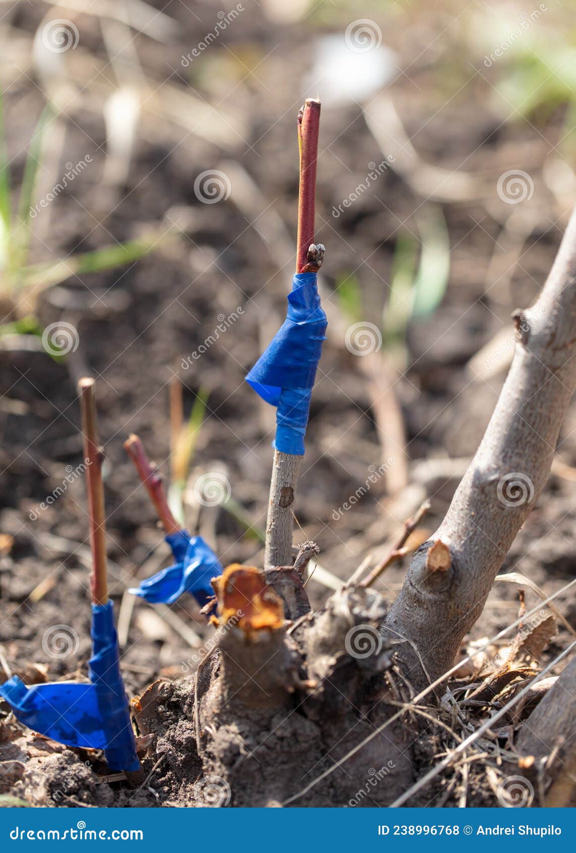 A Branch is Grafted on a Fruit Tree Stock Photo Image of garden