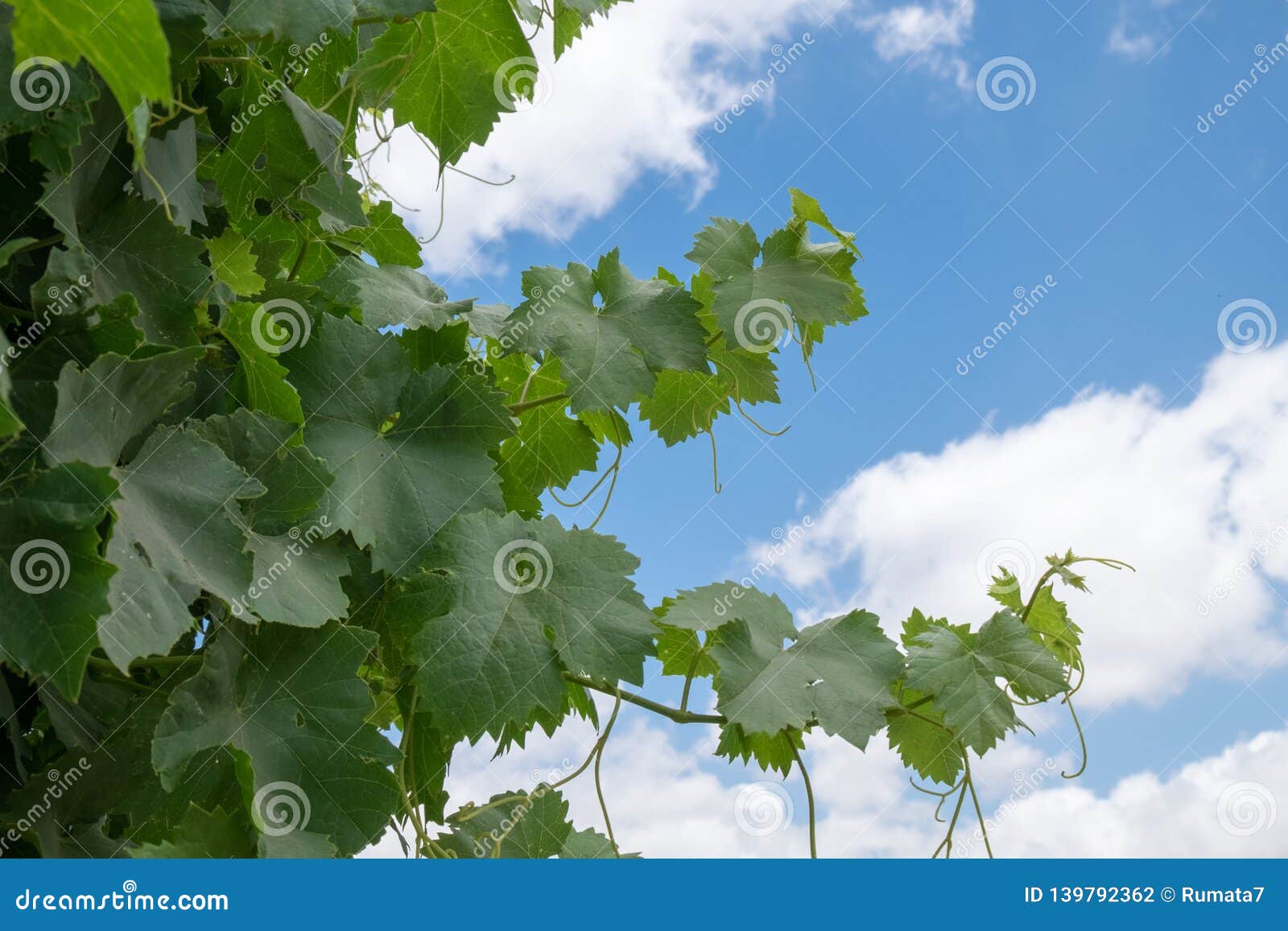 Branch of Grape Vine on Sky Background Stock Photo - Image of crop