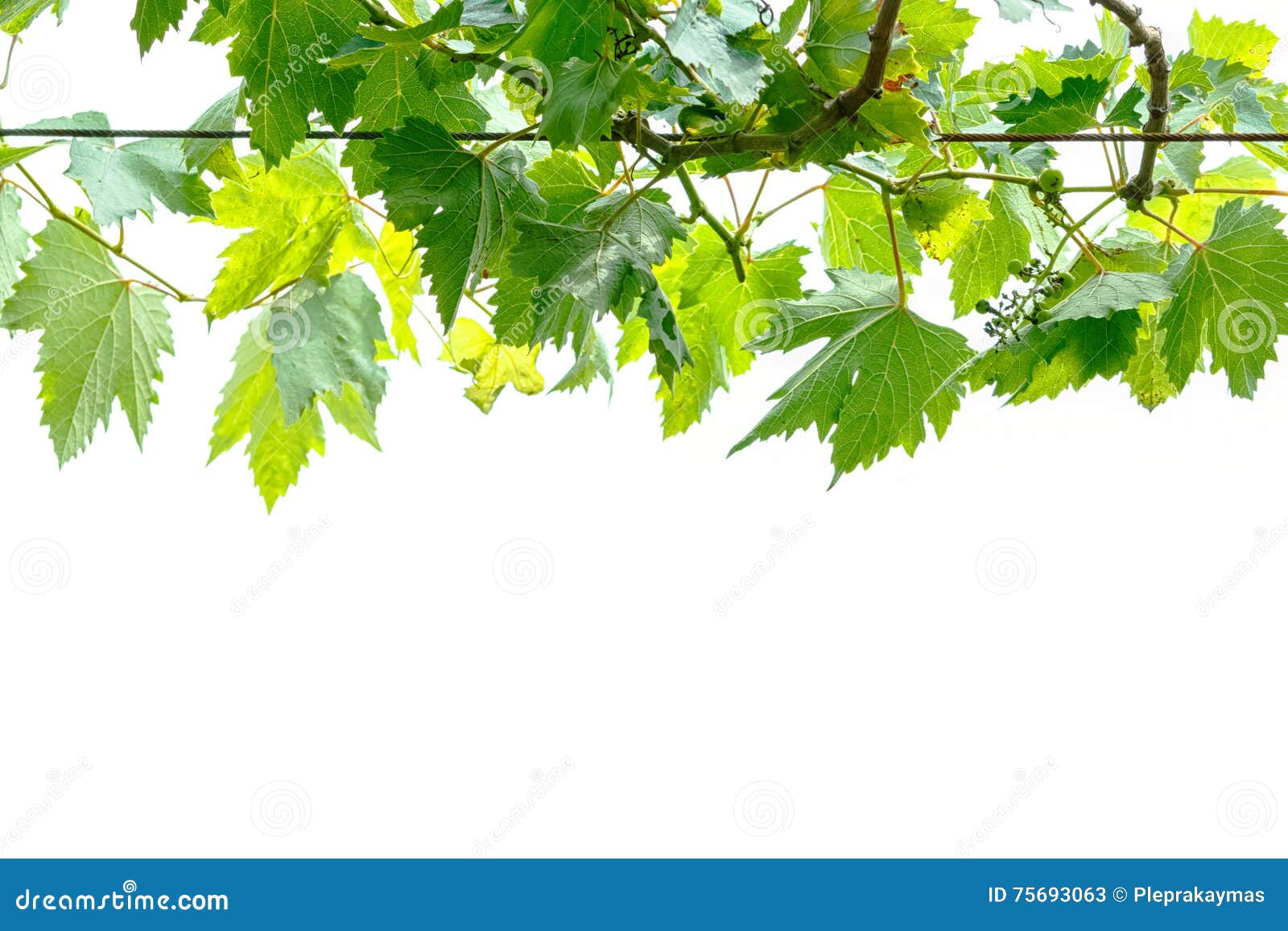 Branch of grape vine stock image. Image of nature, growing 75693063