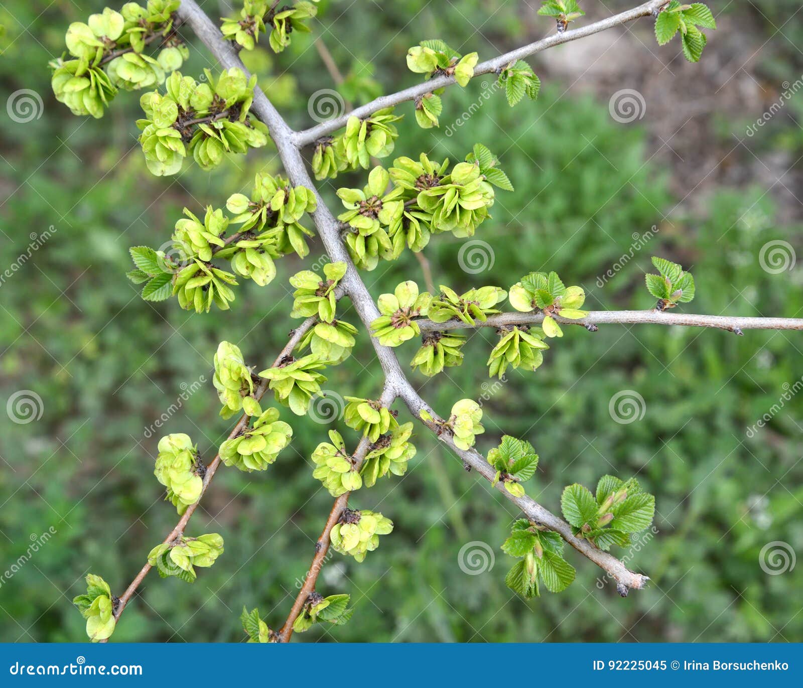 branch with green fruits of an elm low ulmus pumila l. against