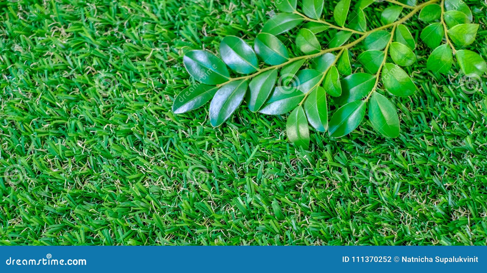Branch and Green Leaves on Green Grass for Background and Banner Stock