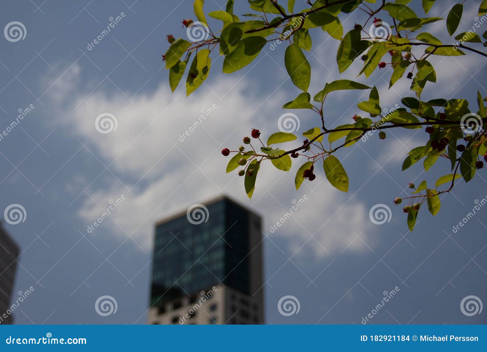 a branch of green leaves is stretching out into the blue sky on a warm summer day in front of the skyscraper zoofenster in berlin