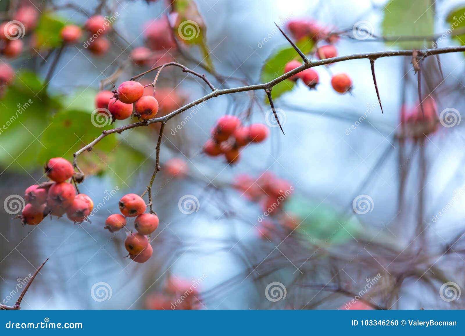 The Branch of Hawthorn with Thorns. Stock Photo - Image of fresh ...