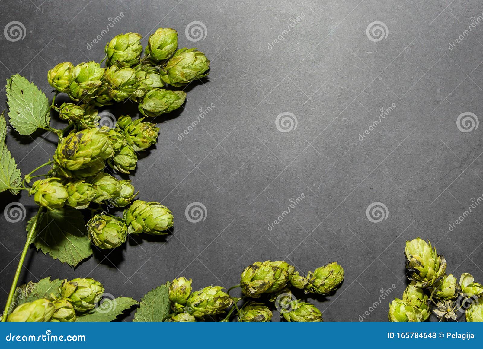 Frame of Green Hops on a Gray Background Stock Photo Image of hops
