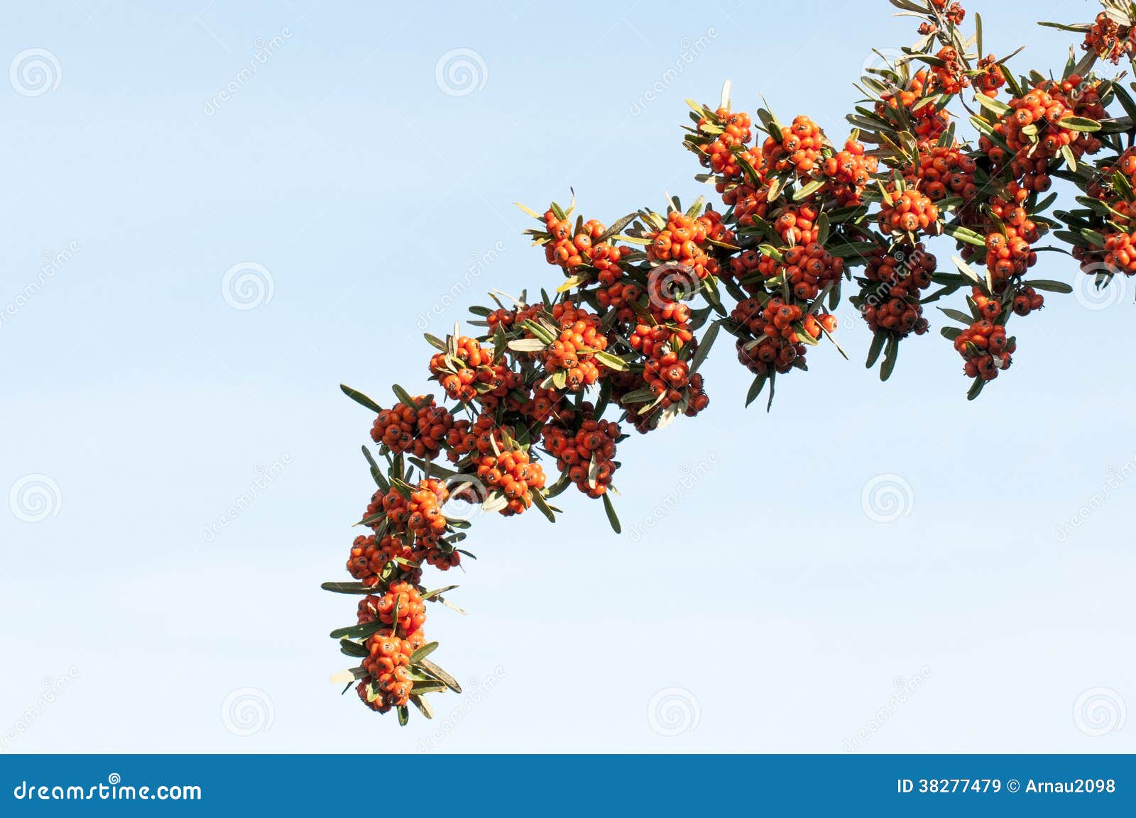 branch hurdles