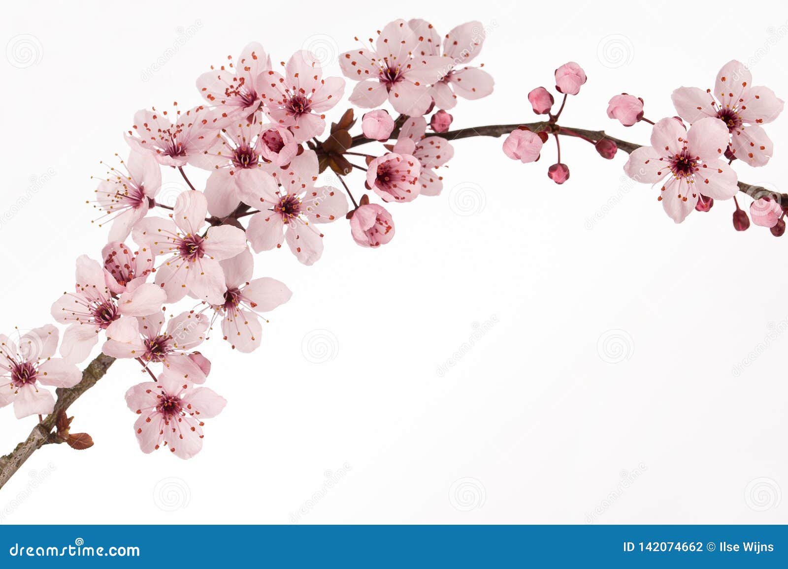 branch of japanese cherry blossom with white background