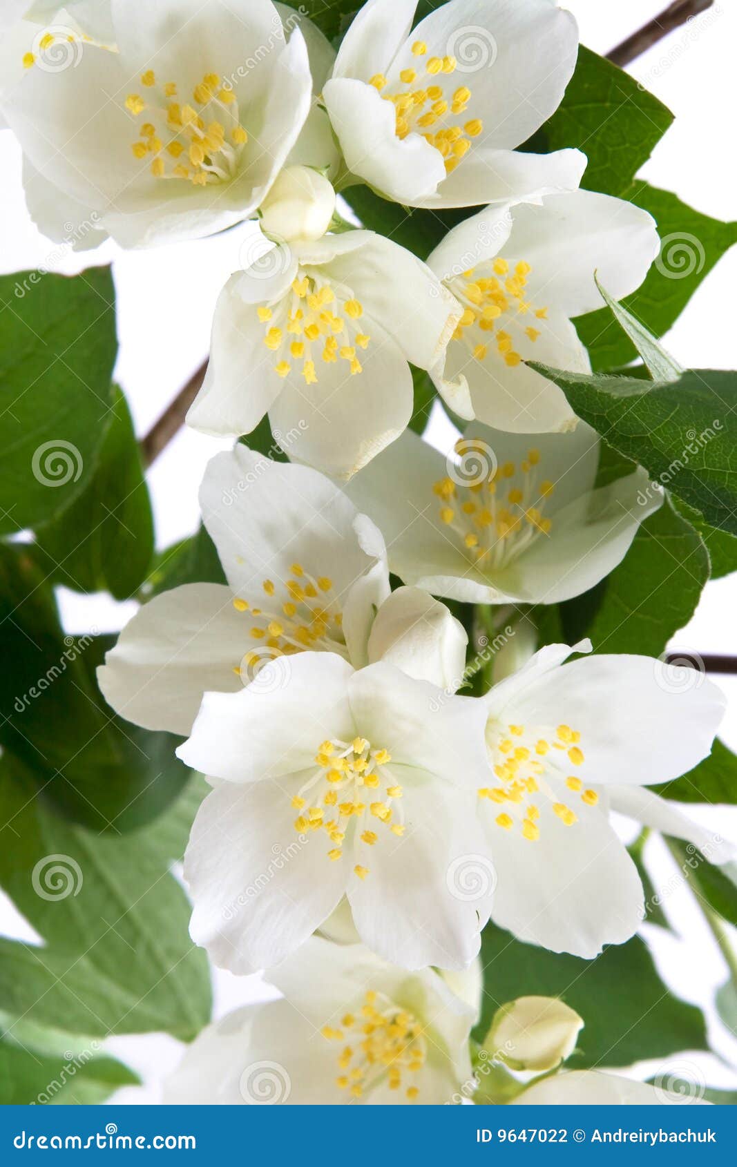 Branch of jasmine stock photo. Image of nature, blossom 9647022