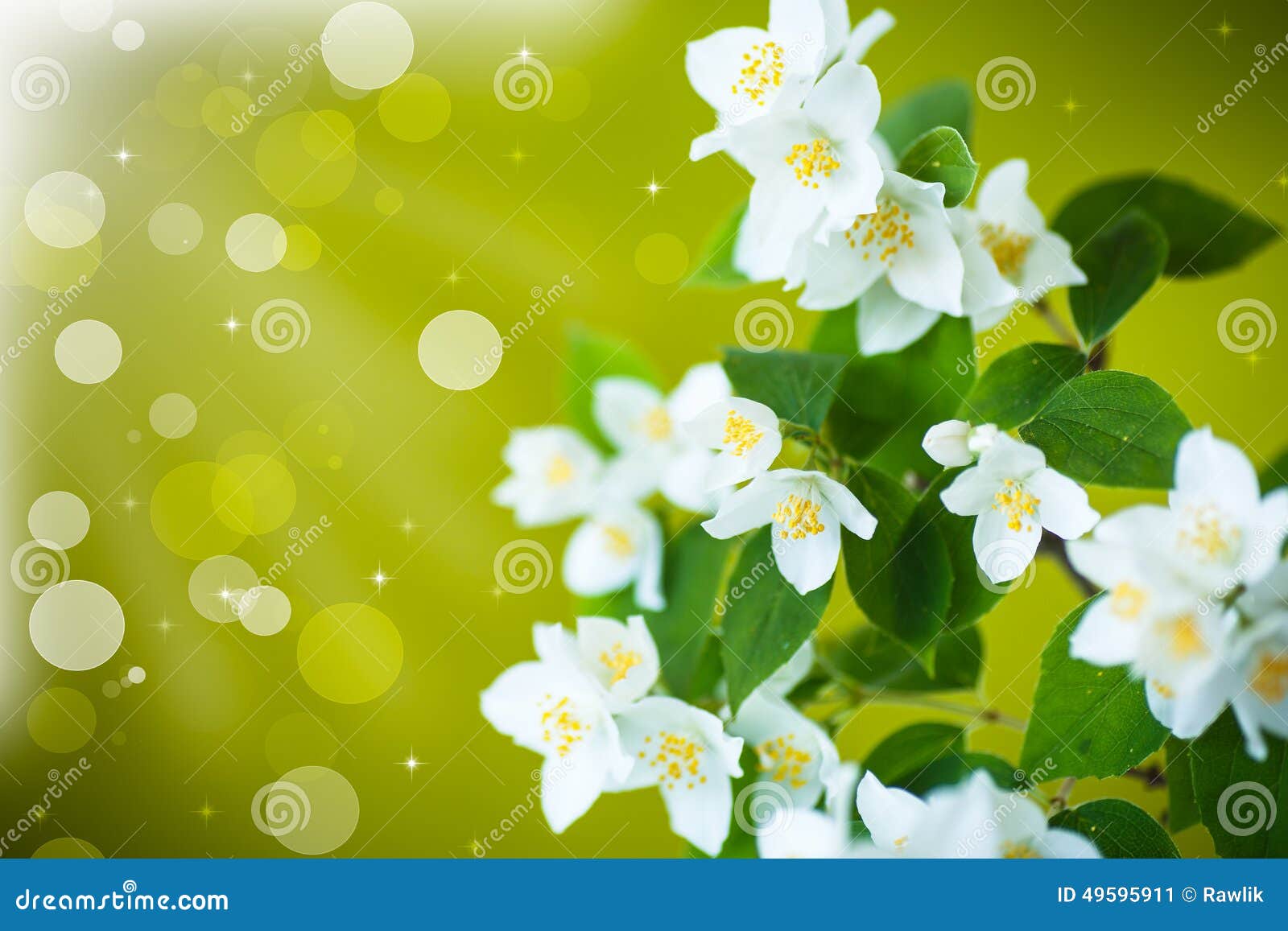 Branch of jasmine stock image. Image of blossom, fuzzy 49595911