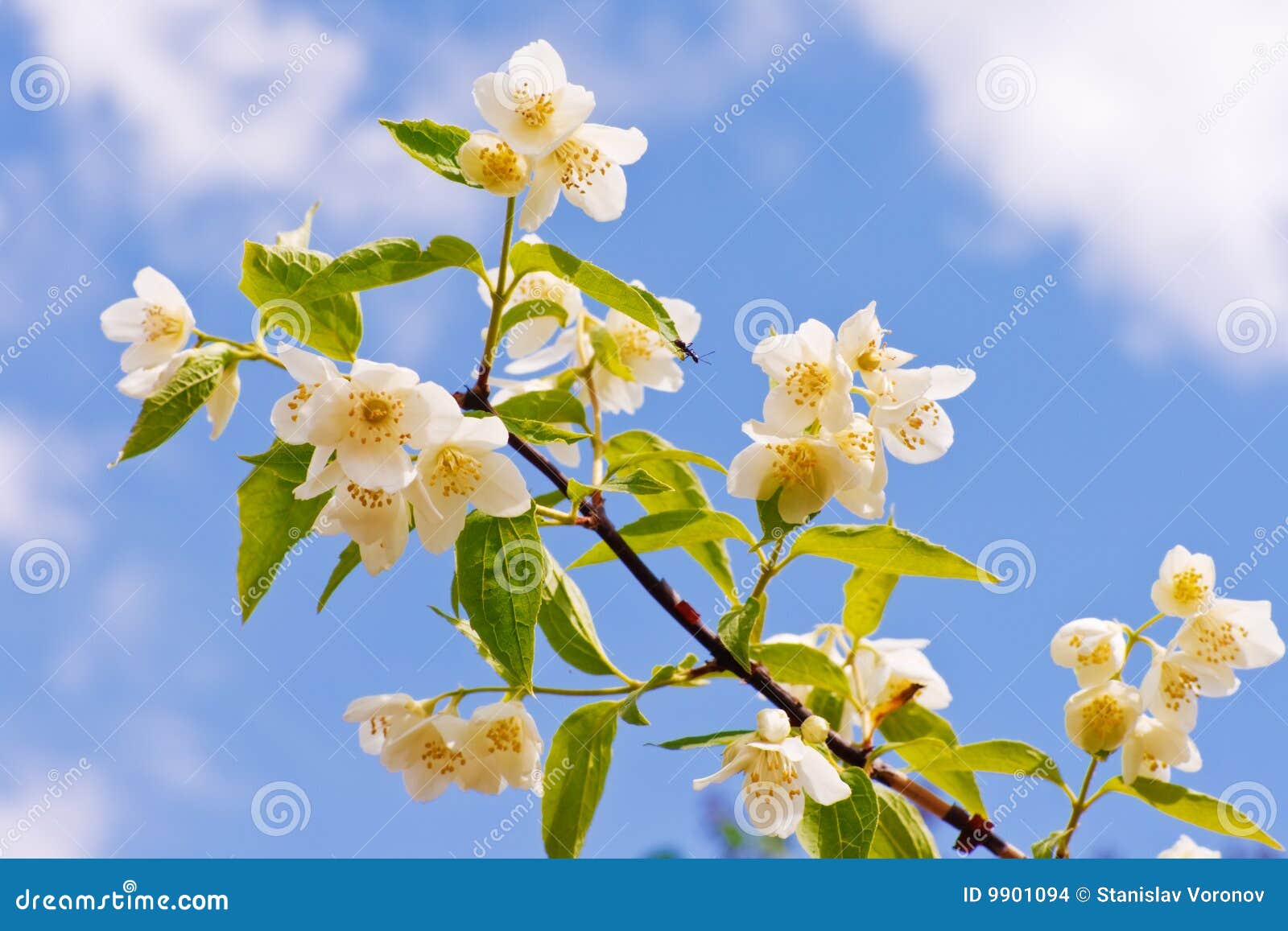 Branch of Jasmine on the Sky Background. Stock Photo Image of white