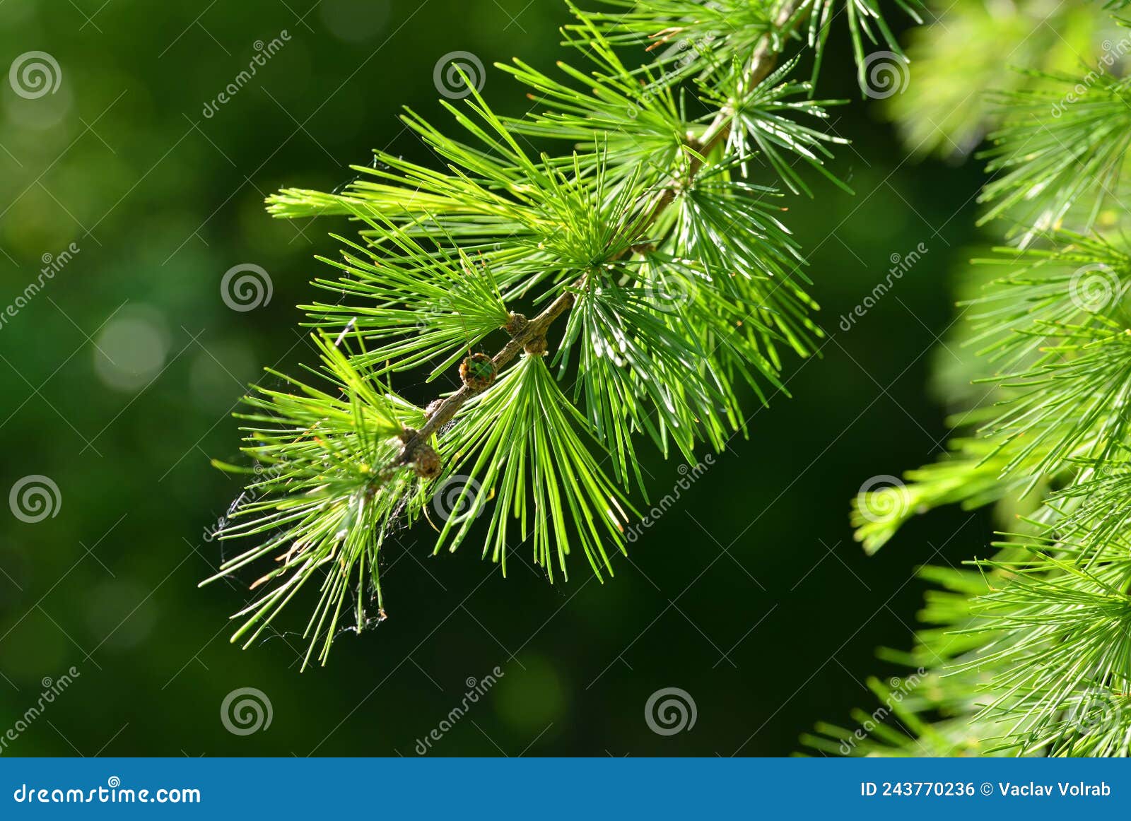 branch of larch tree larix decidua close up.