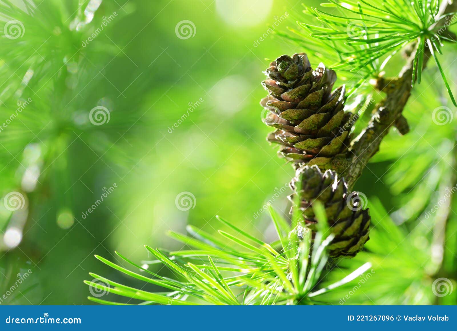branch of larch tree larix decidua with cone close up.