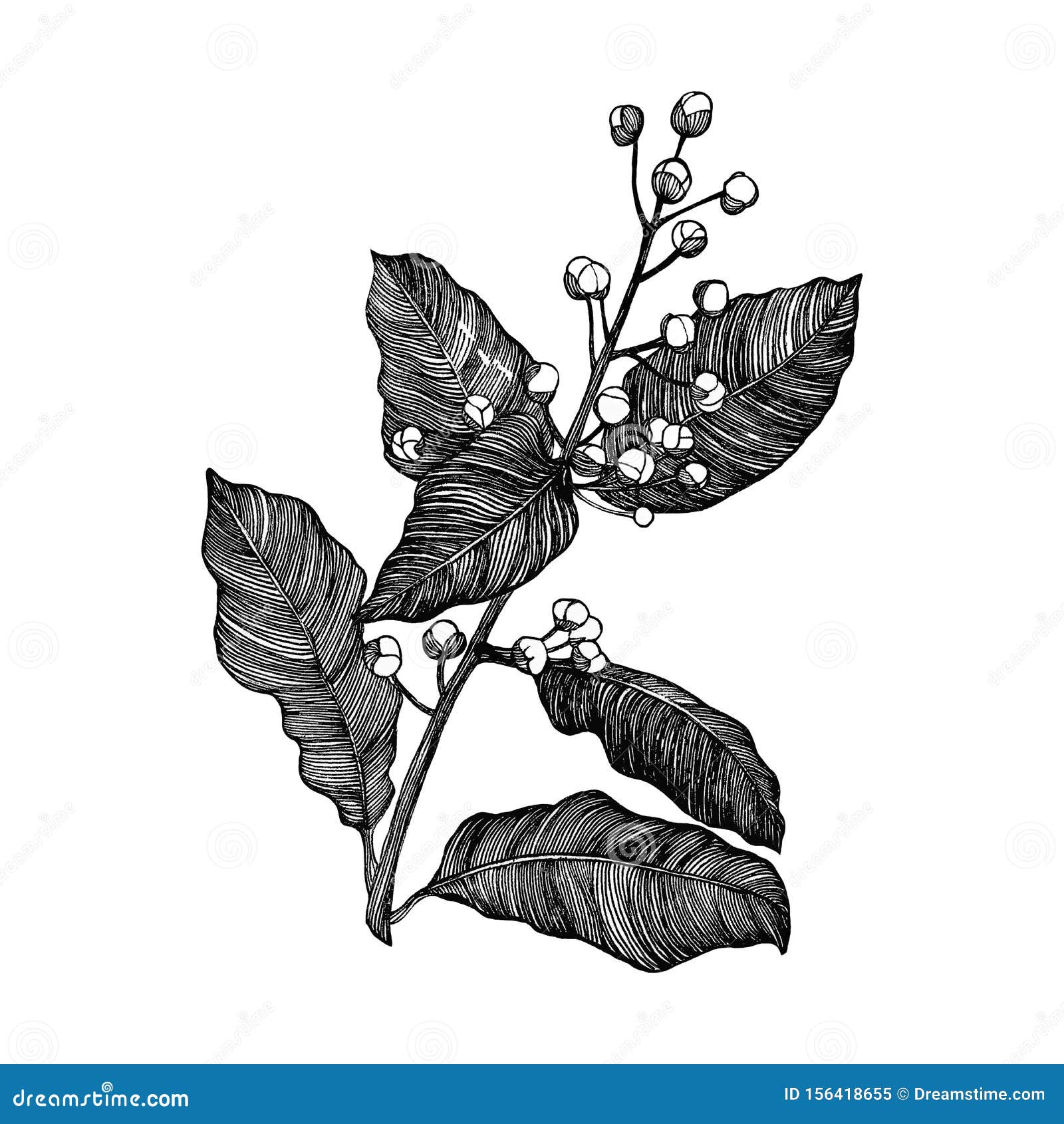 Branch of Laurel in Blossom Stock Illustration Illustration of