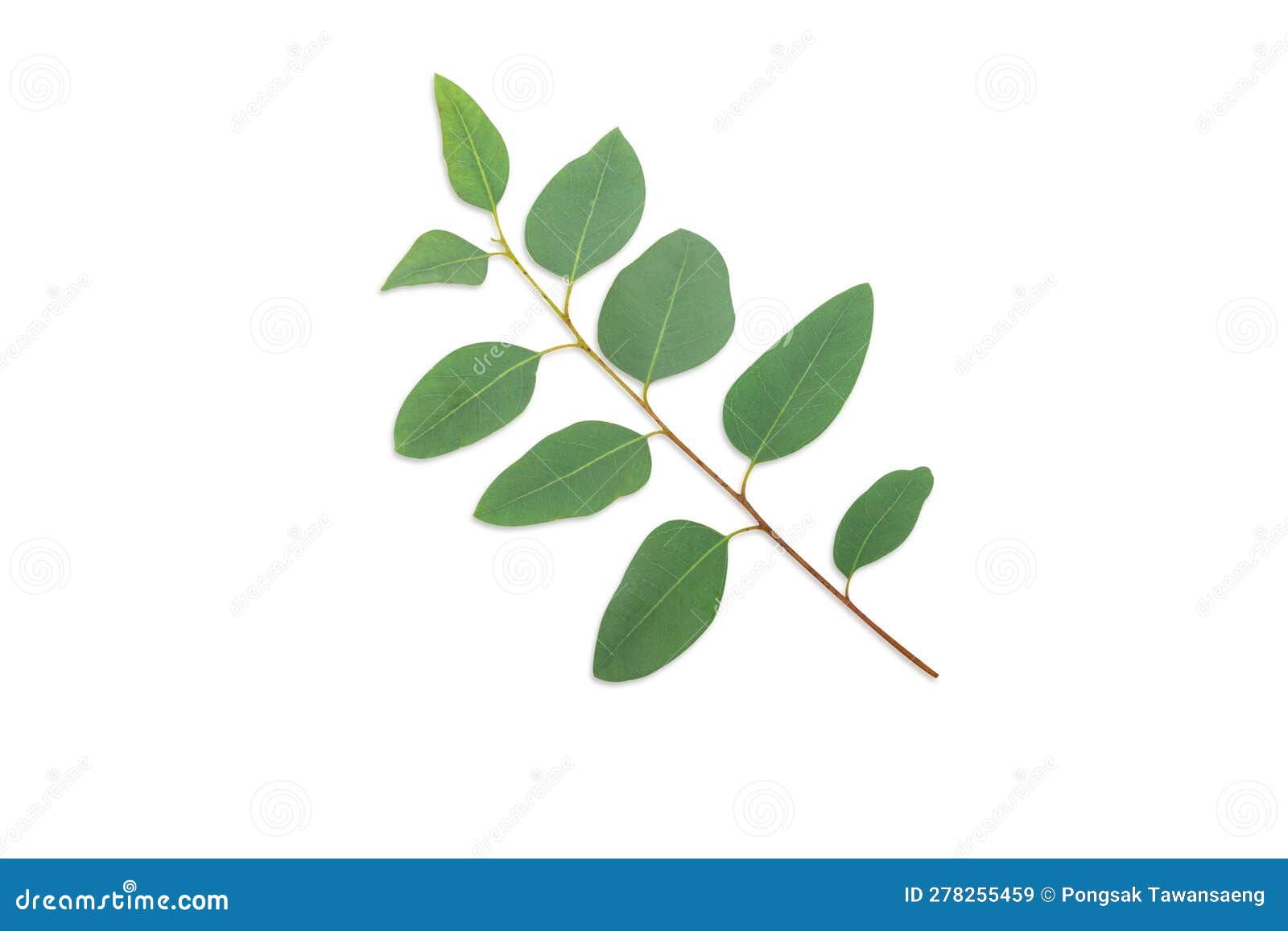 Branch and Leaves Eucalyptus on White Background Stock Image Image of