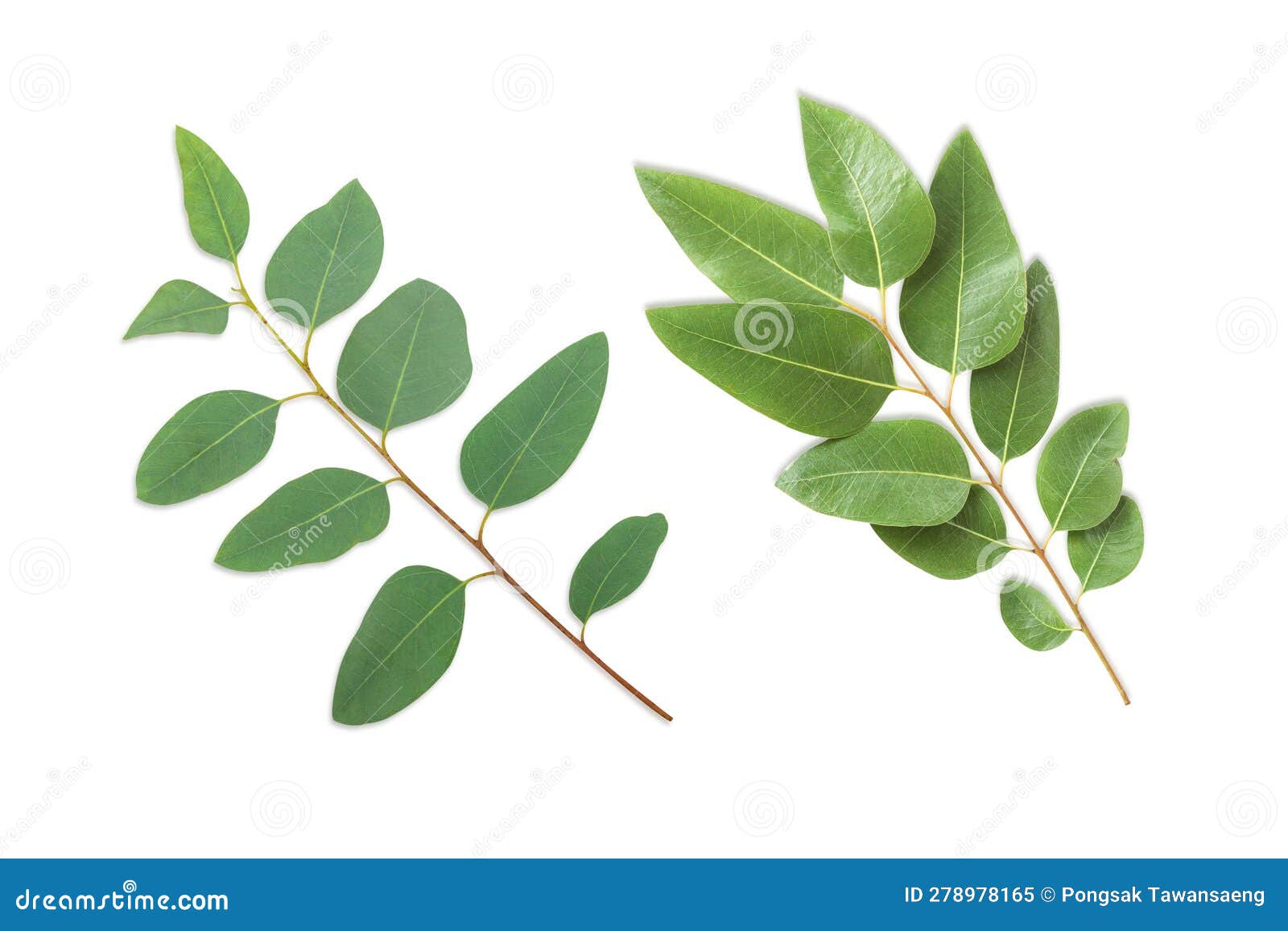 Branch and Leaves Eucalyptus on White Background Stock Image Image of