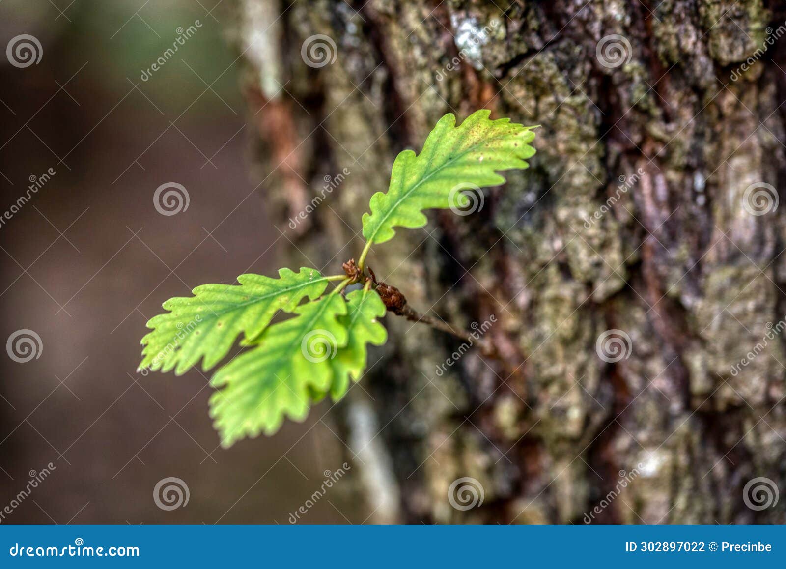 branch and leaves of oak tree. Oak Branch of leaves in the oak trunk tree in autumn in forest