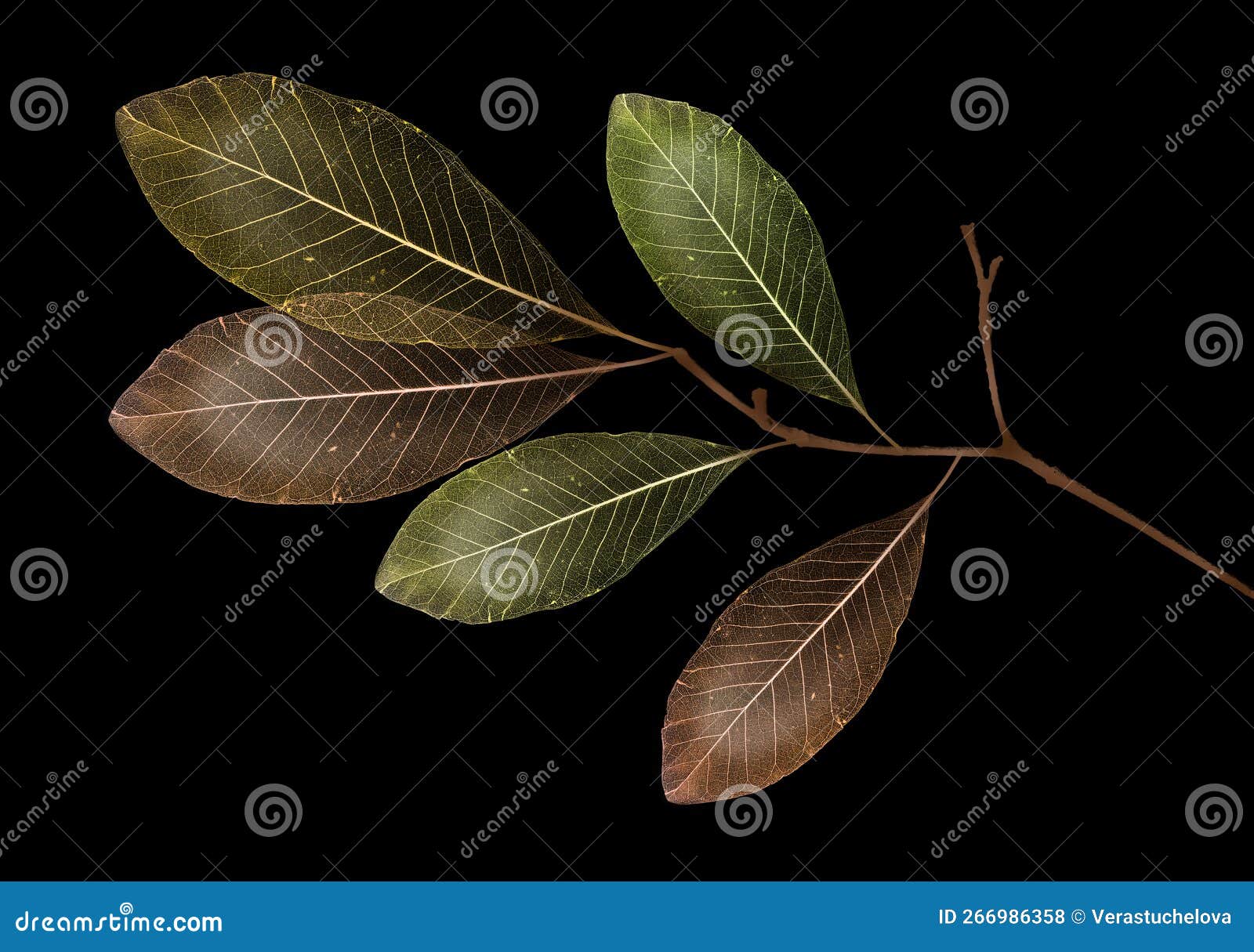 A Branch with Leaves with Texture Veins and Cells Stock Photo Image
