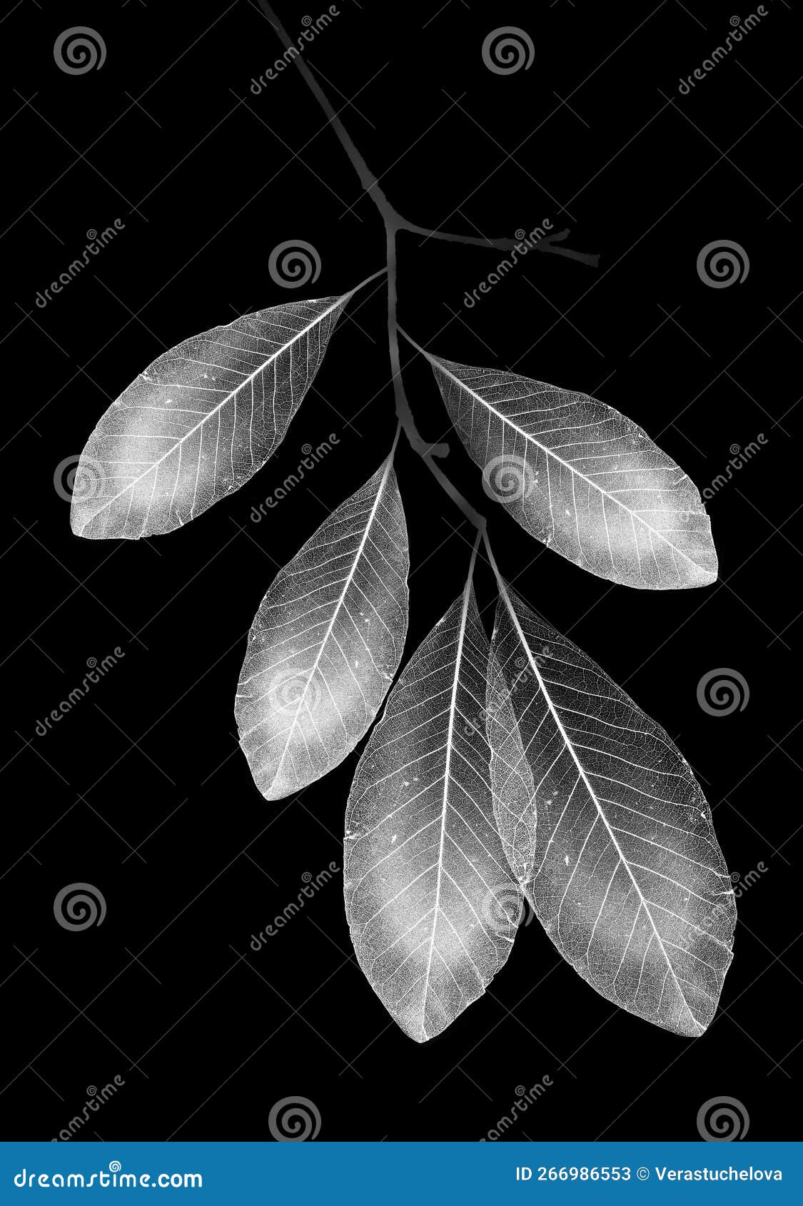 A Branch with Leaves with Texture Veins and Cells Stock Image Image