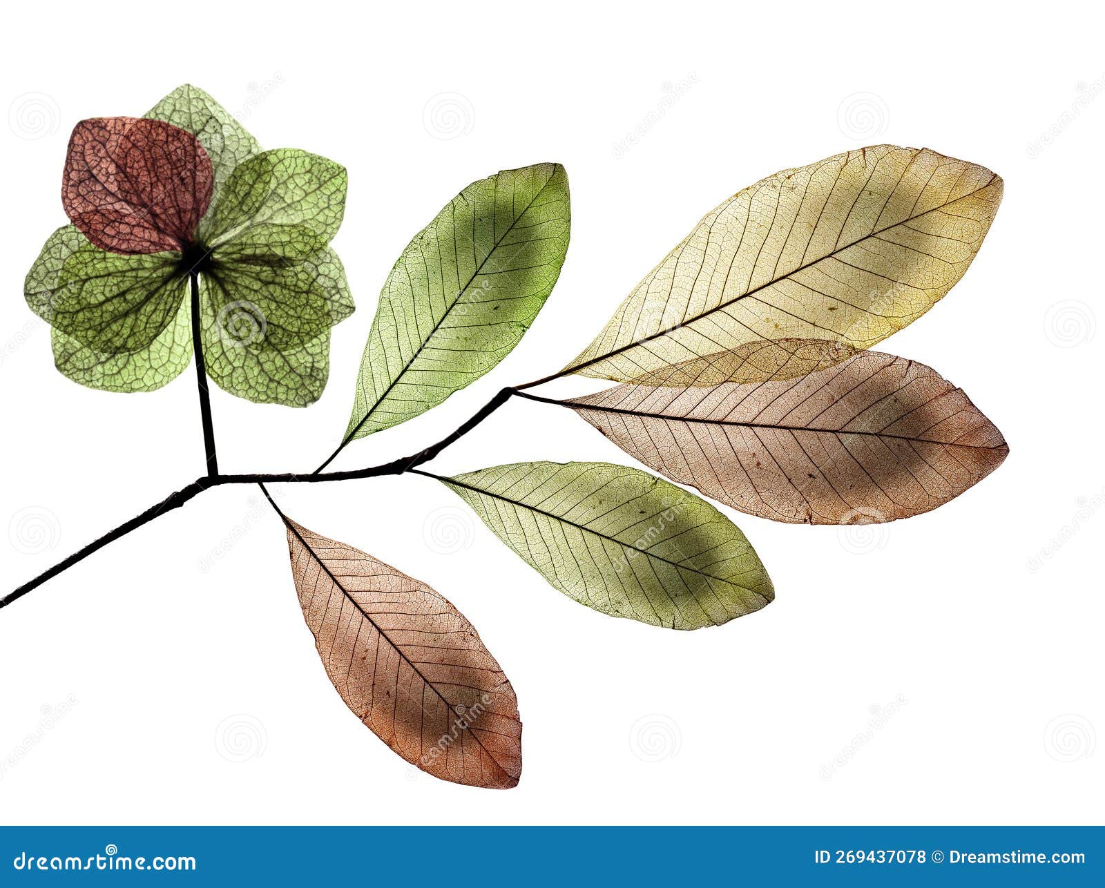 The Branch with Leaves with Texture Veins Stock Photo Image of